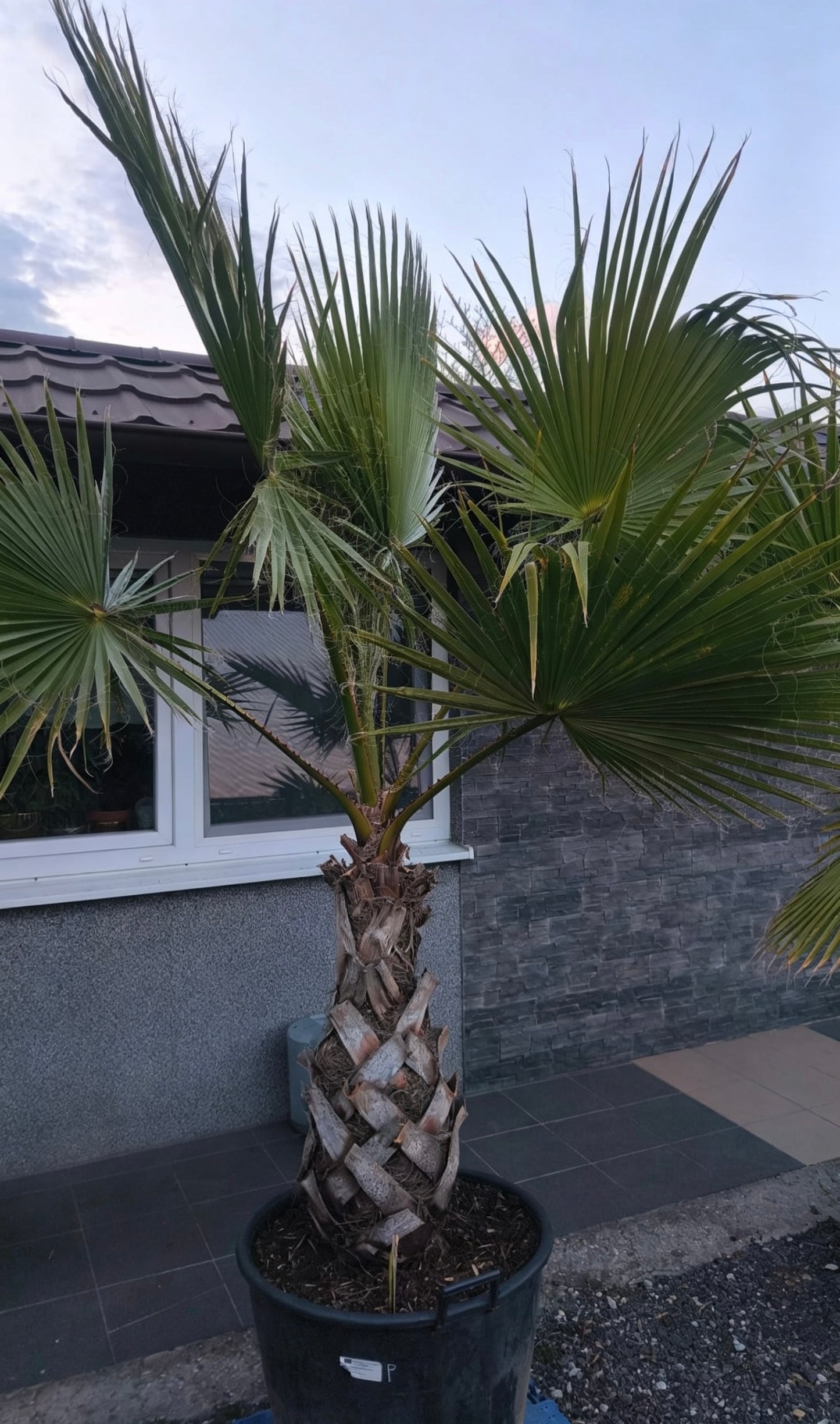 Washingtonia Robusta (Palma mexická)