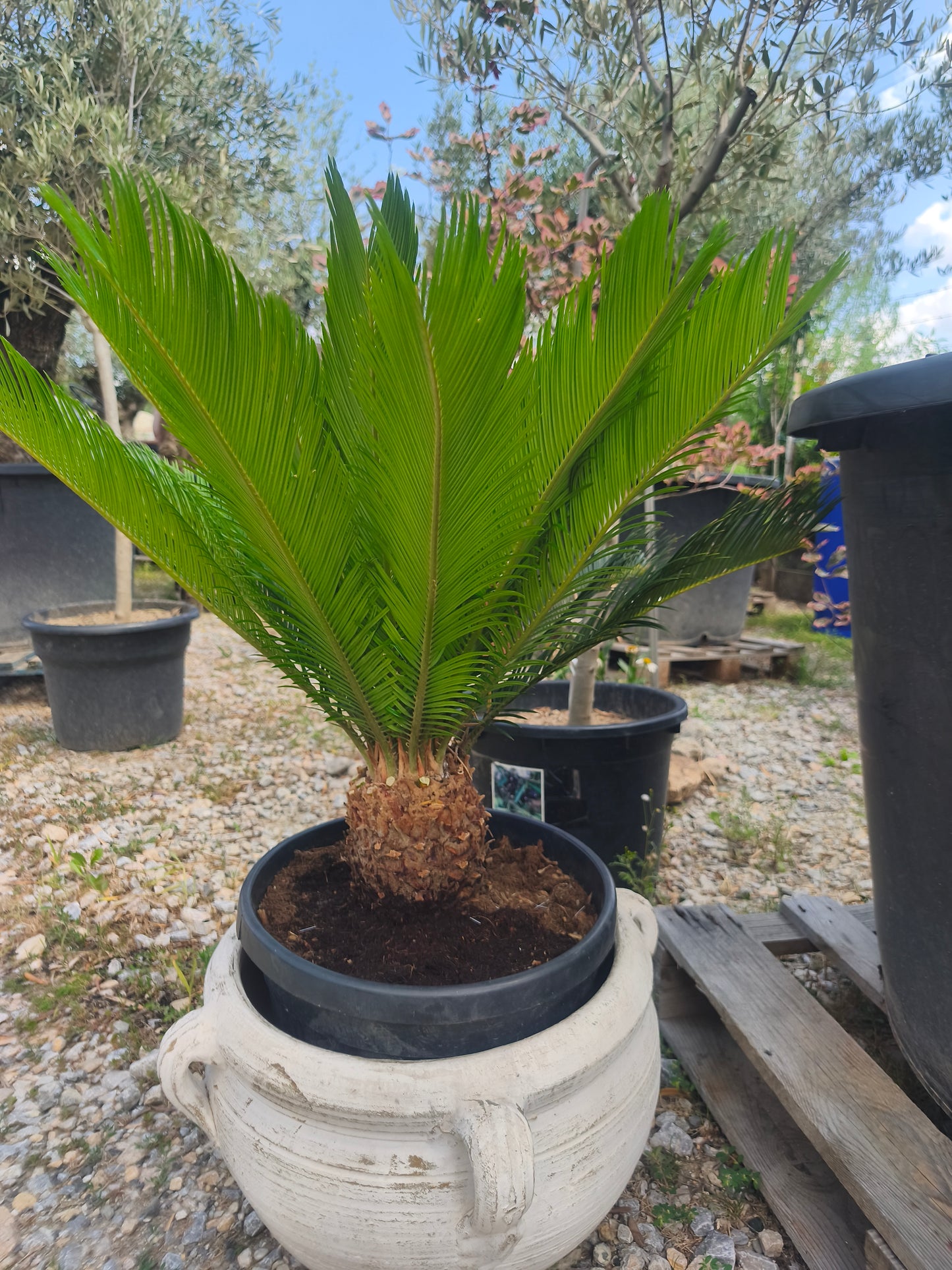 Cycas Revoluta