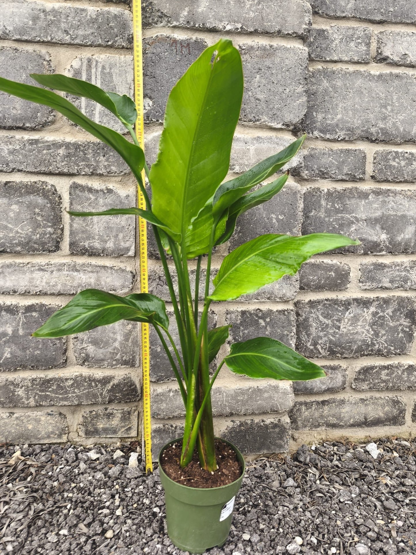 Strelitzia Nicolau