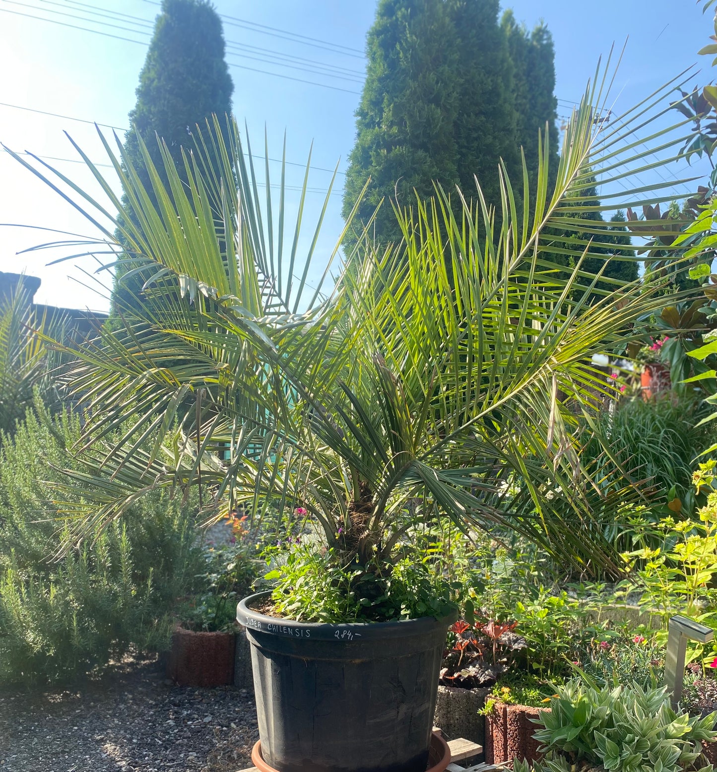 Jubaea Chilensis