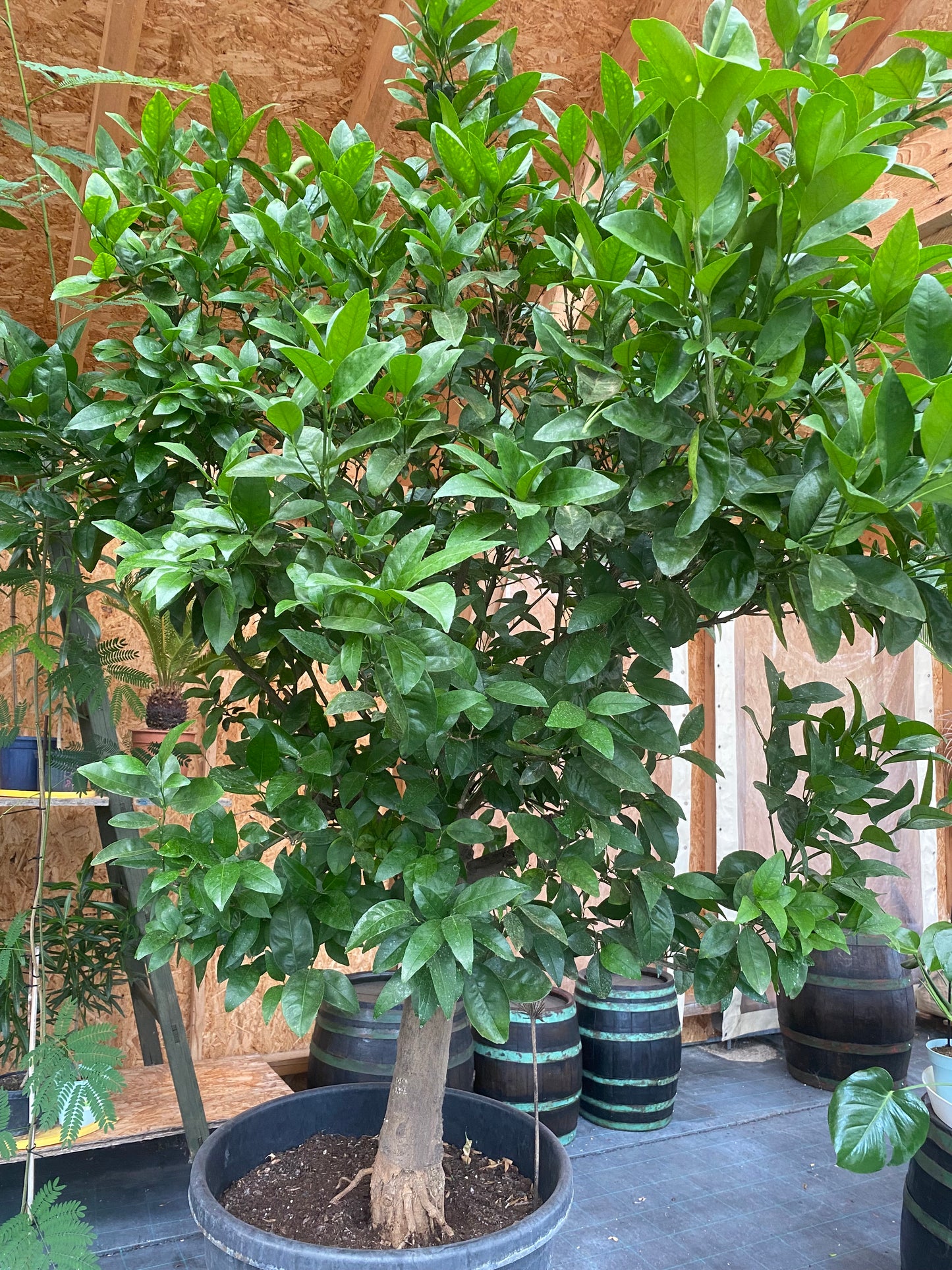 Mandarinka - Citrus Reticulata Mandarin