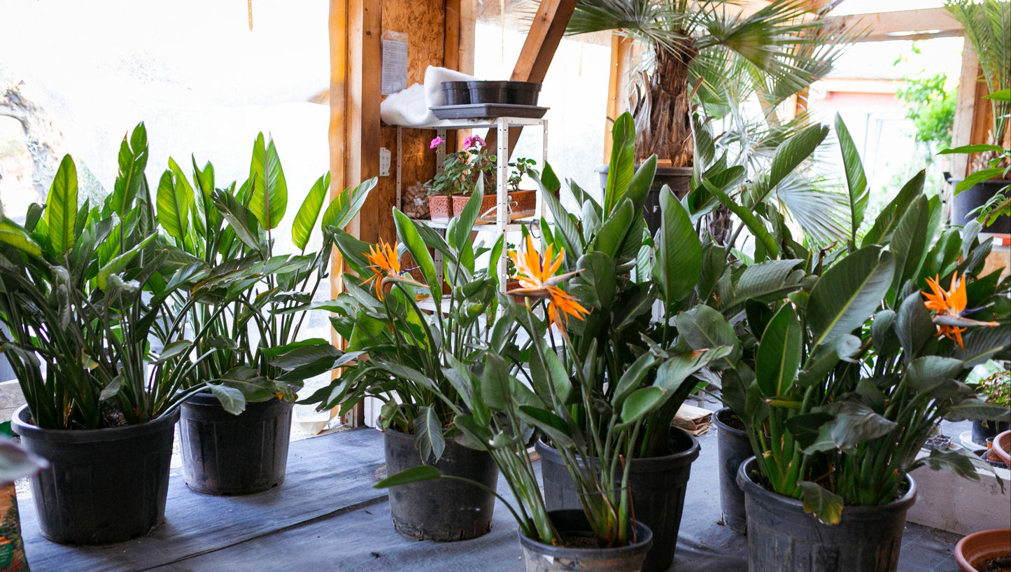 Strelitzia Reginae