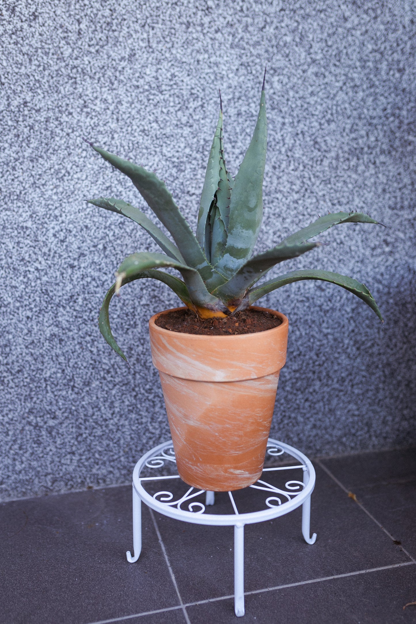 Agave parryi