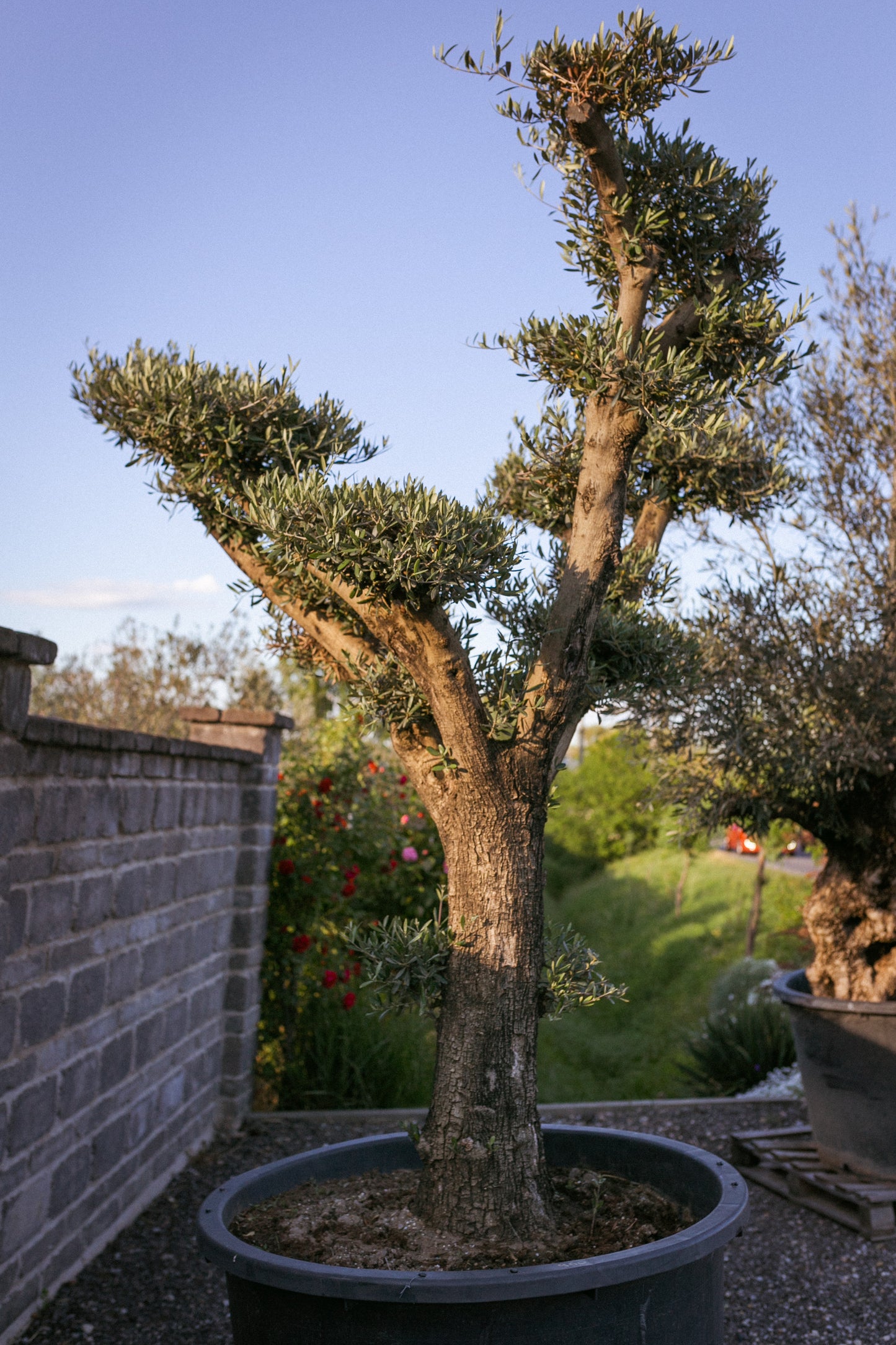 Olivovník európsky ,,Bonsai,,