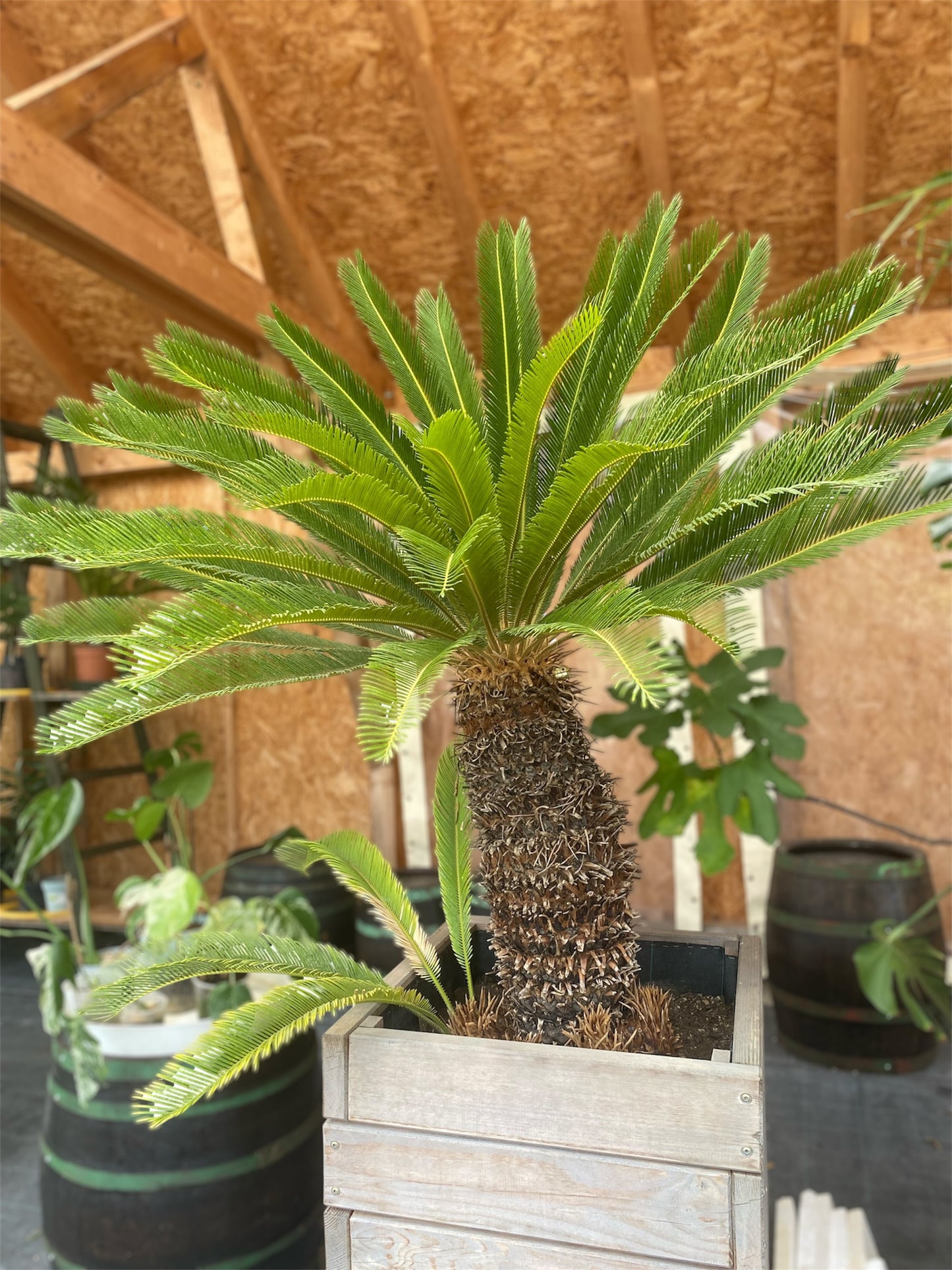 Cycas Revoluta