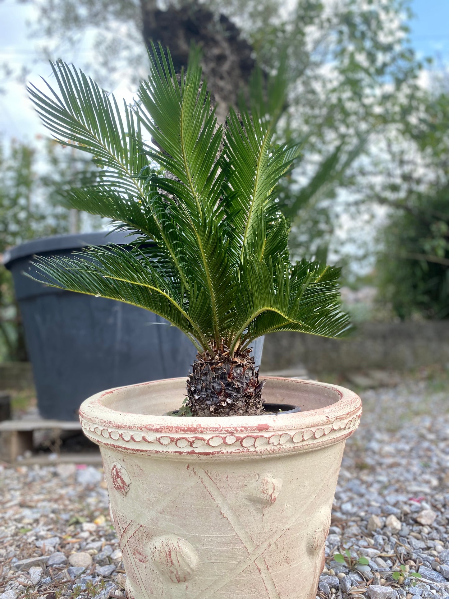 Cycas Revoluta