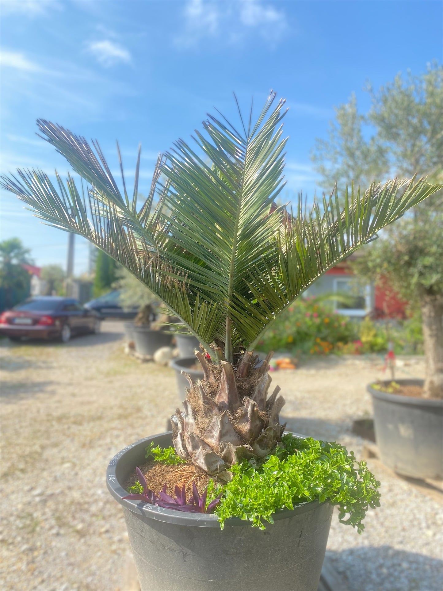 Jubaea Chilensis