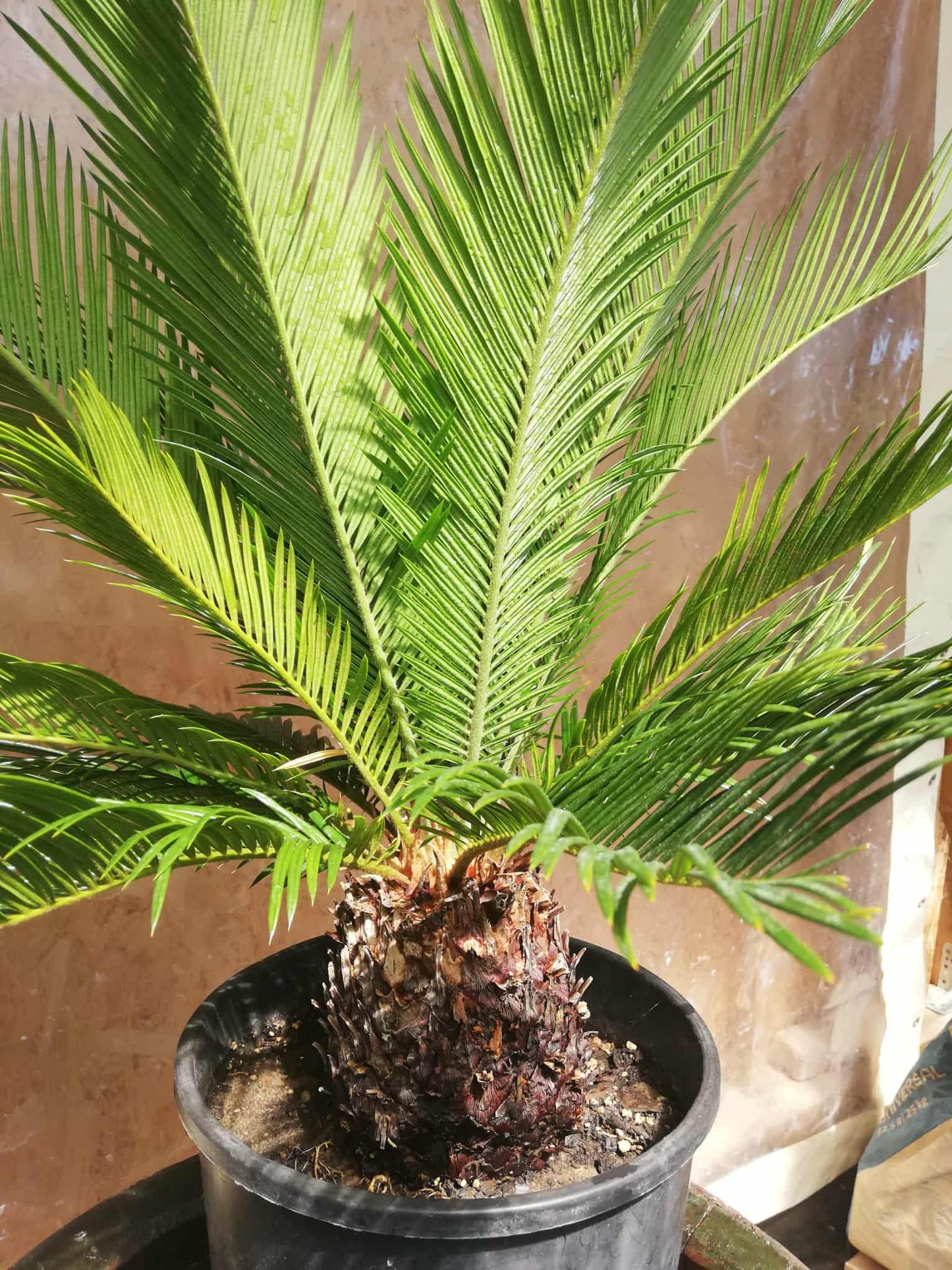 Cycas Revoluta