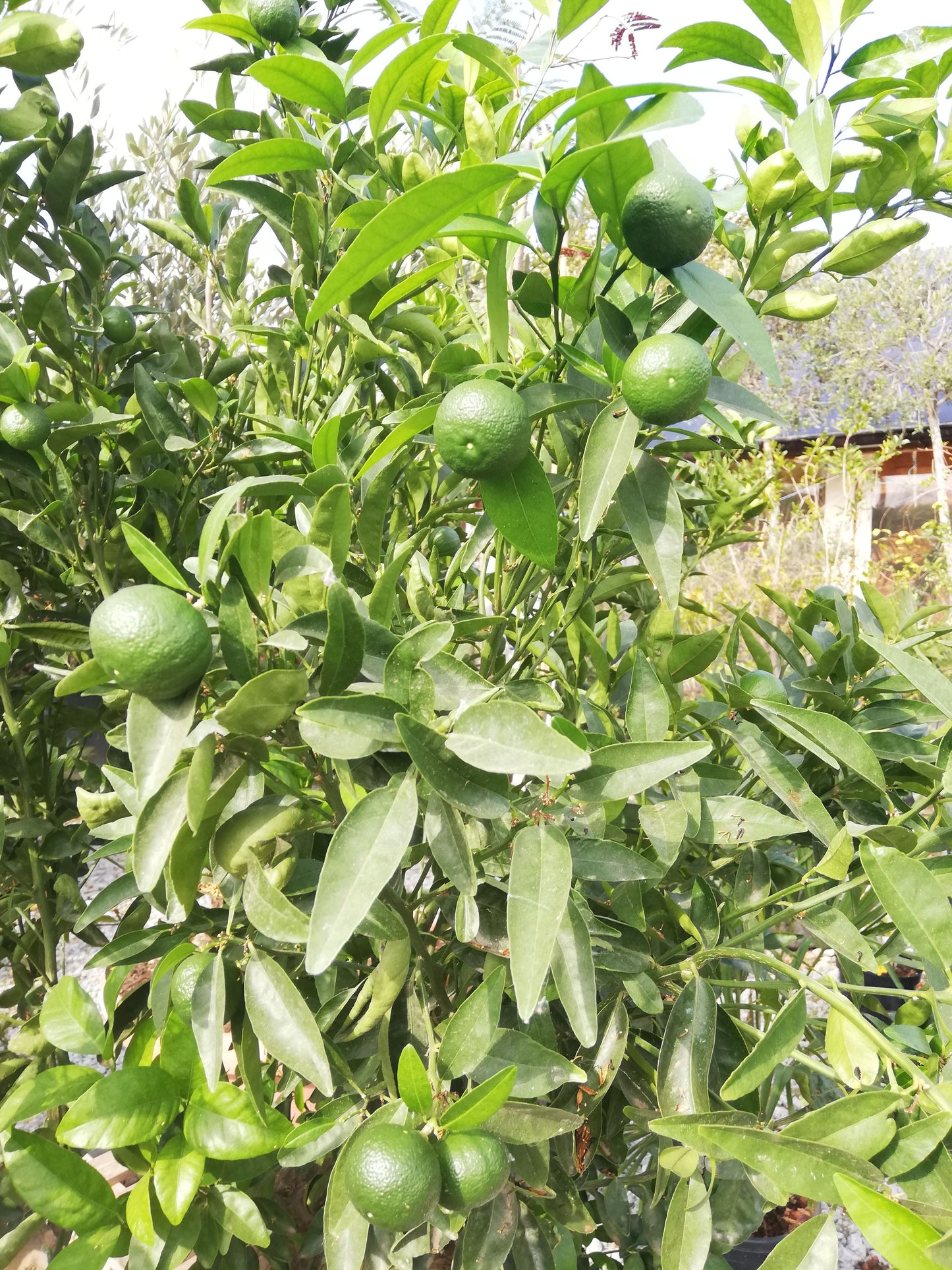 Mandarinka - Citrus Reticulata Mandarin