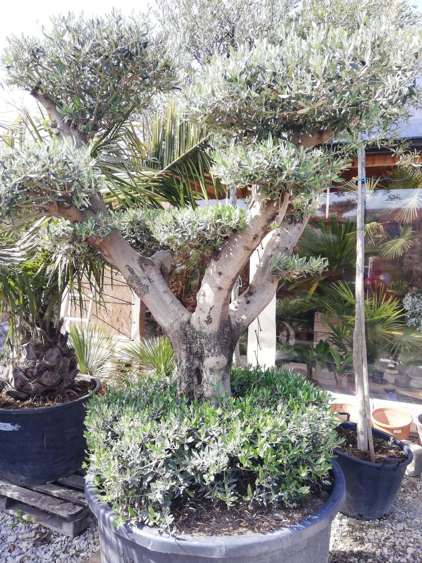 Oliva Európska ,,Bonsai,, #41
