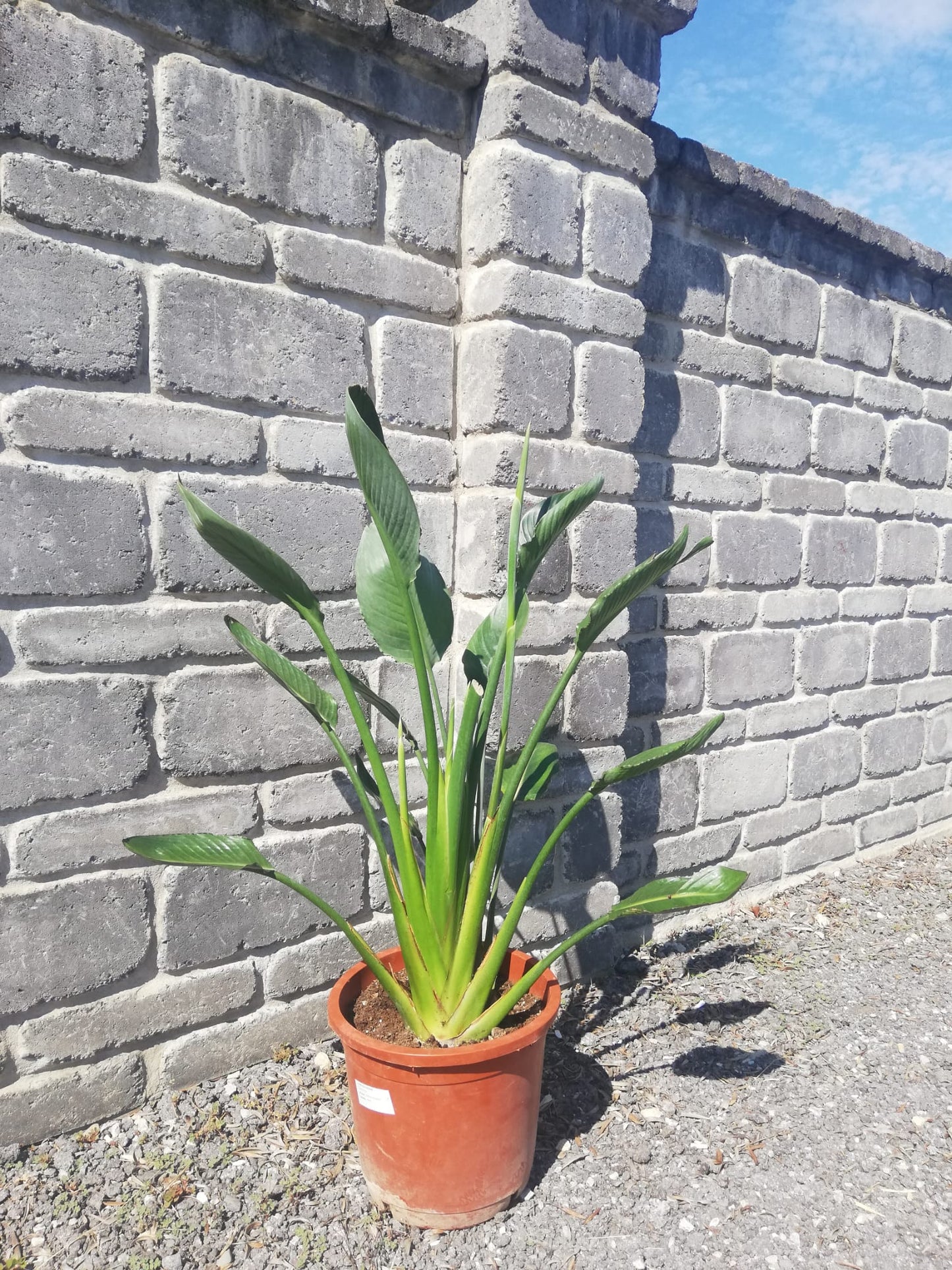 Strelícia Reginae