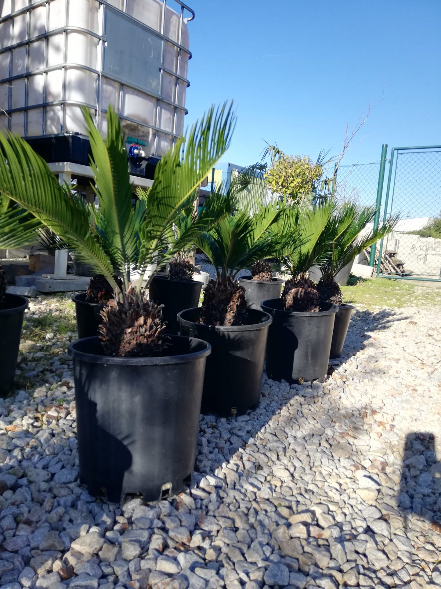 Cycas Revoluta