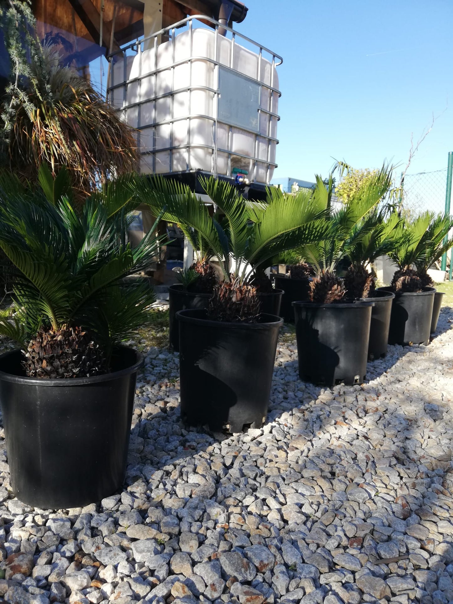 Cycas Revoluta