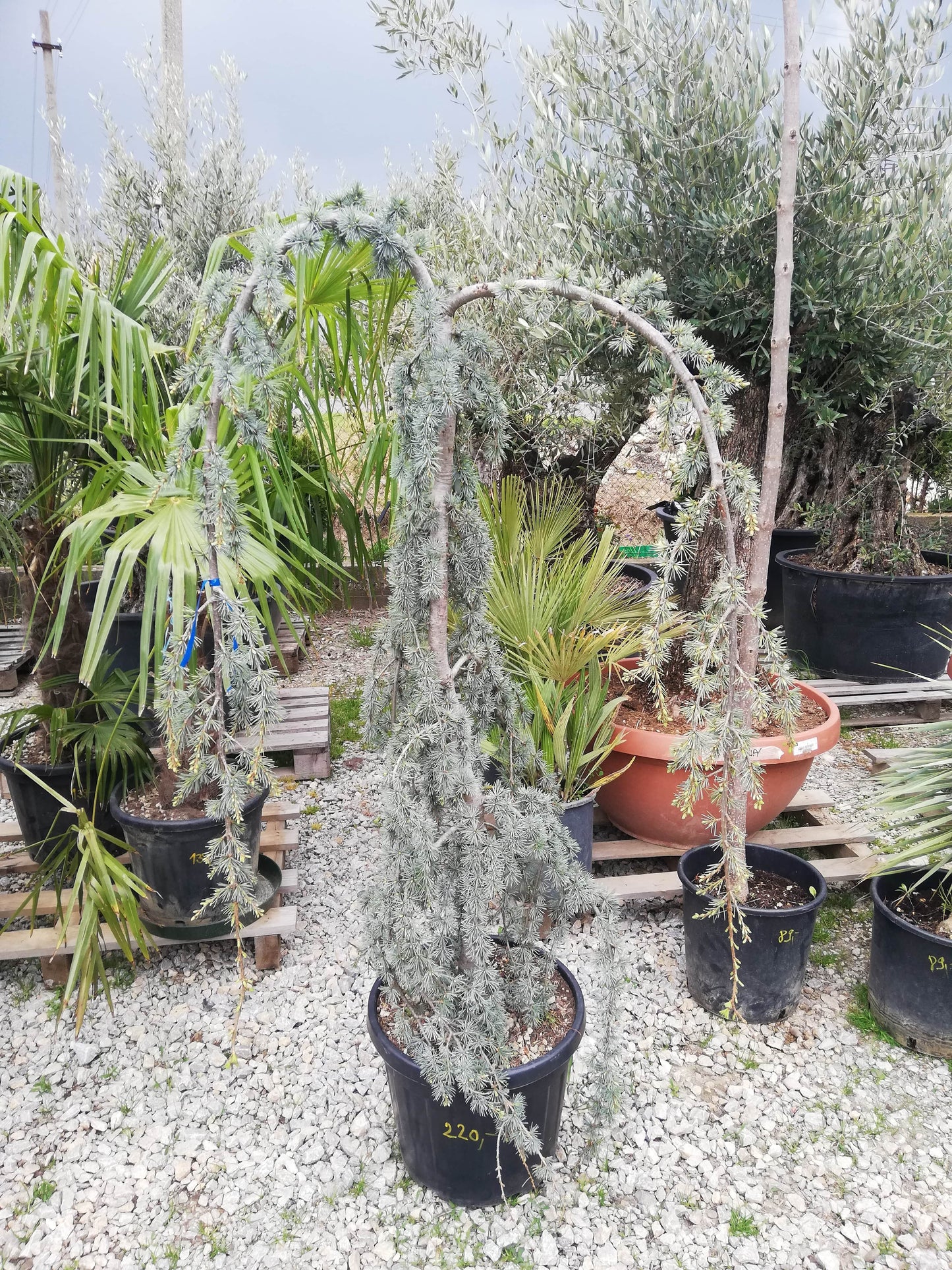 Céder atlantský 'PENDULA'