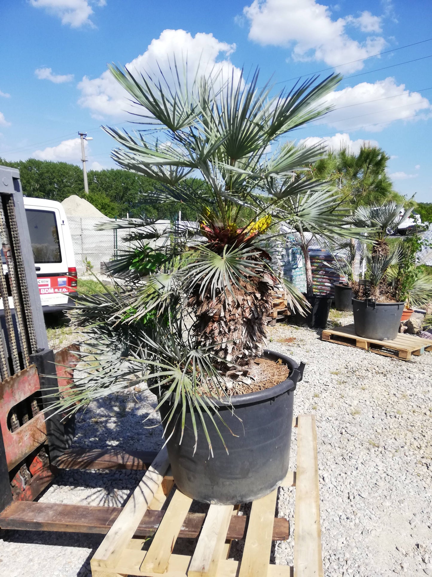 Chamaerops Humilis Cerifera