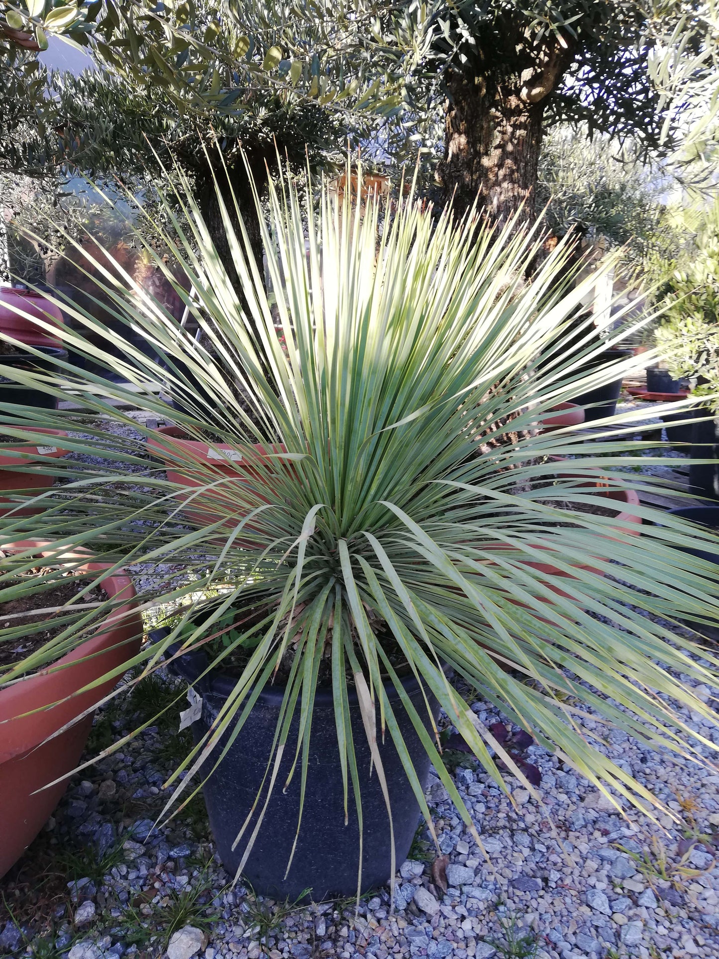 Yucca Rostrata - mrazuvzdorný sukulent