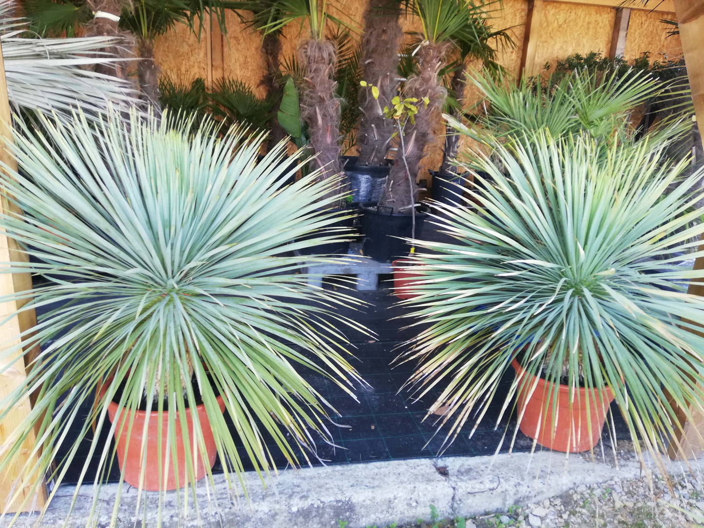 Yucca Rostrata - mrazuvzdorný sukulent