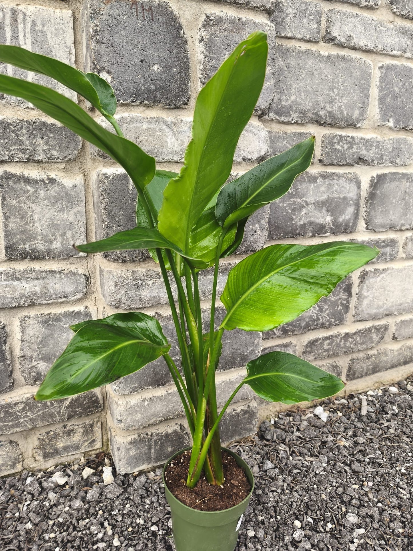 Strelitzia Nicolau