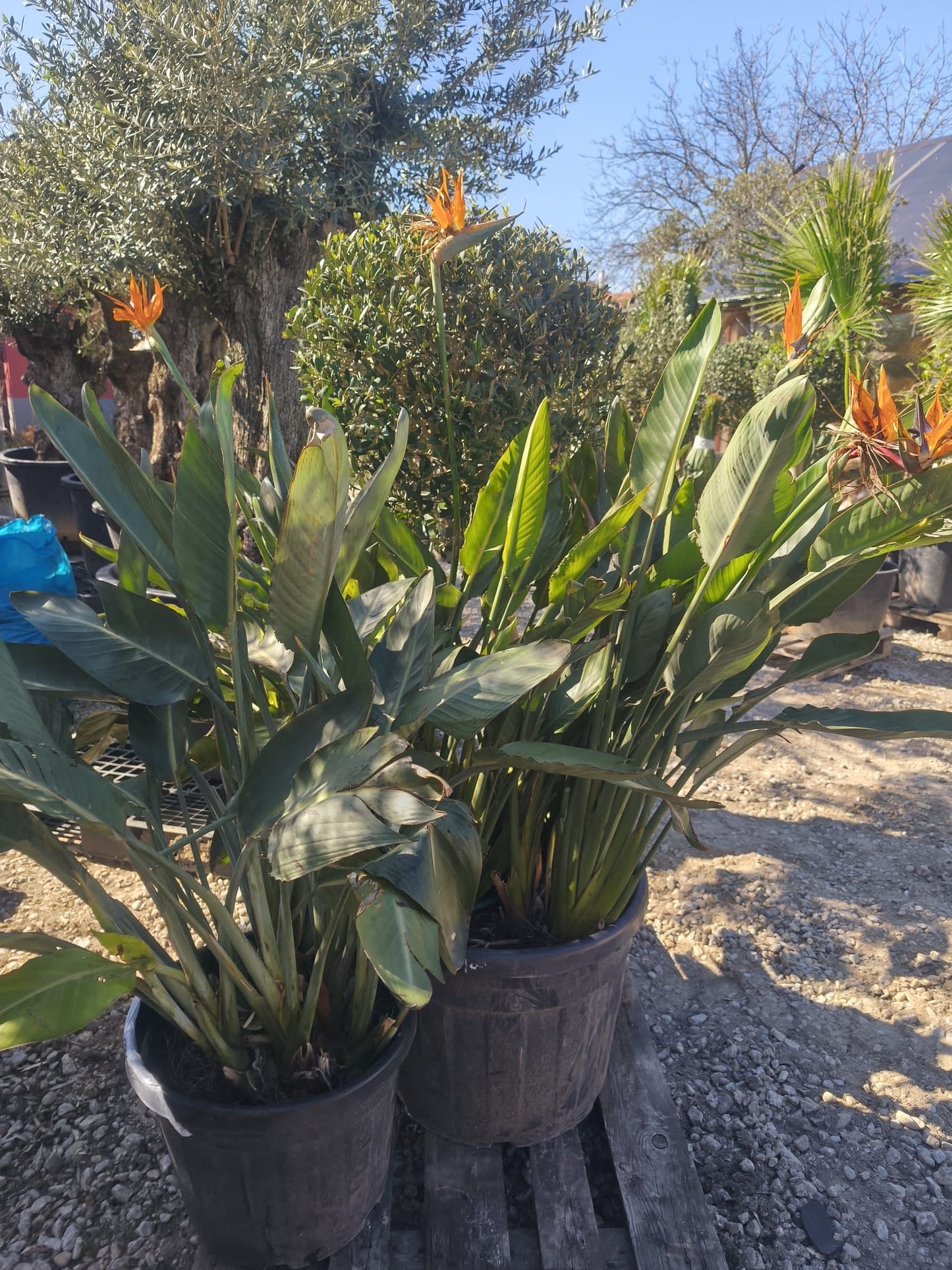 Strelitzia Reginae