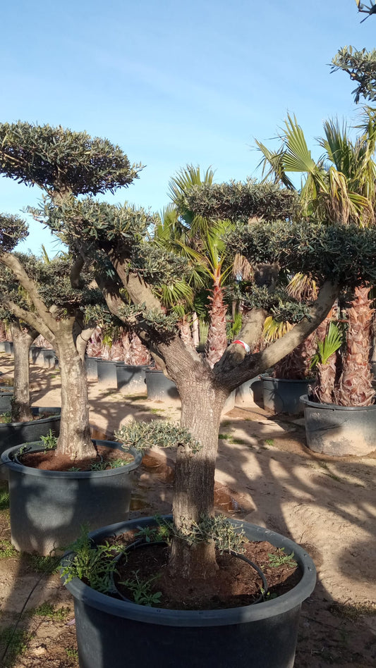 Oliva Európska ,,Bonsai,,