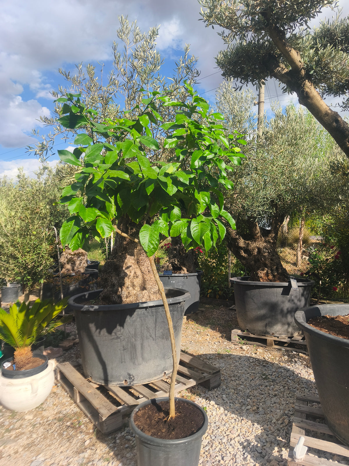 Citrus Sinensis (Pomarančovník)