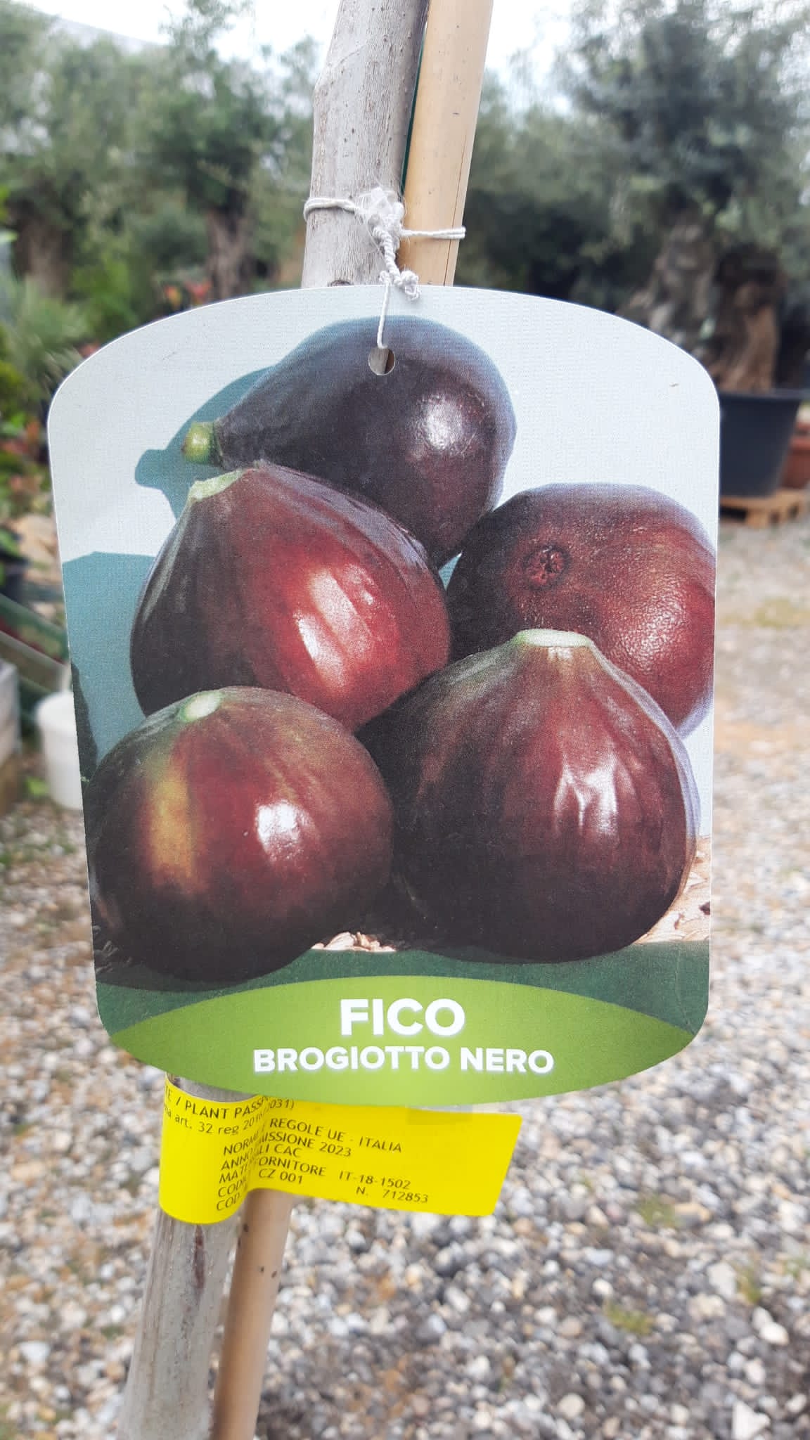 Fica Carica #3