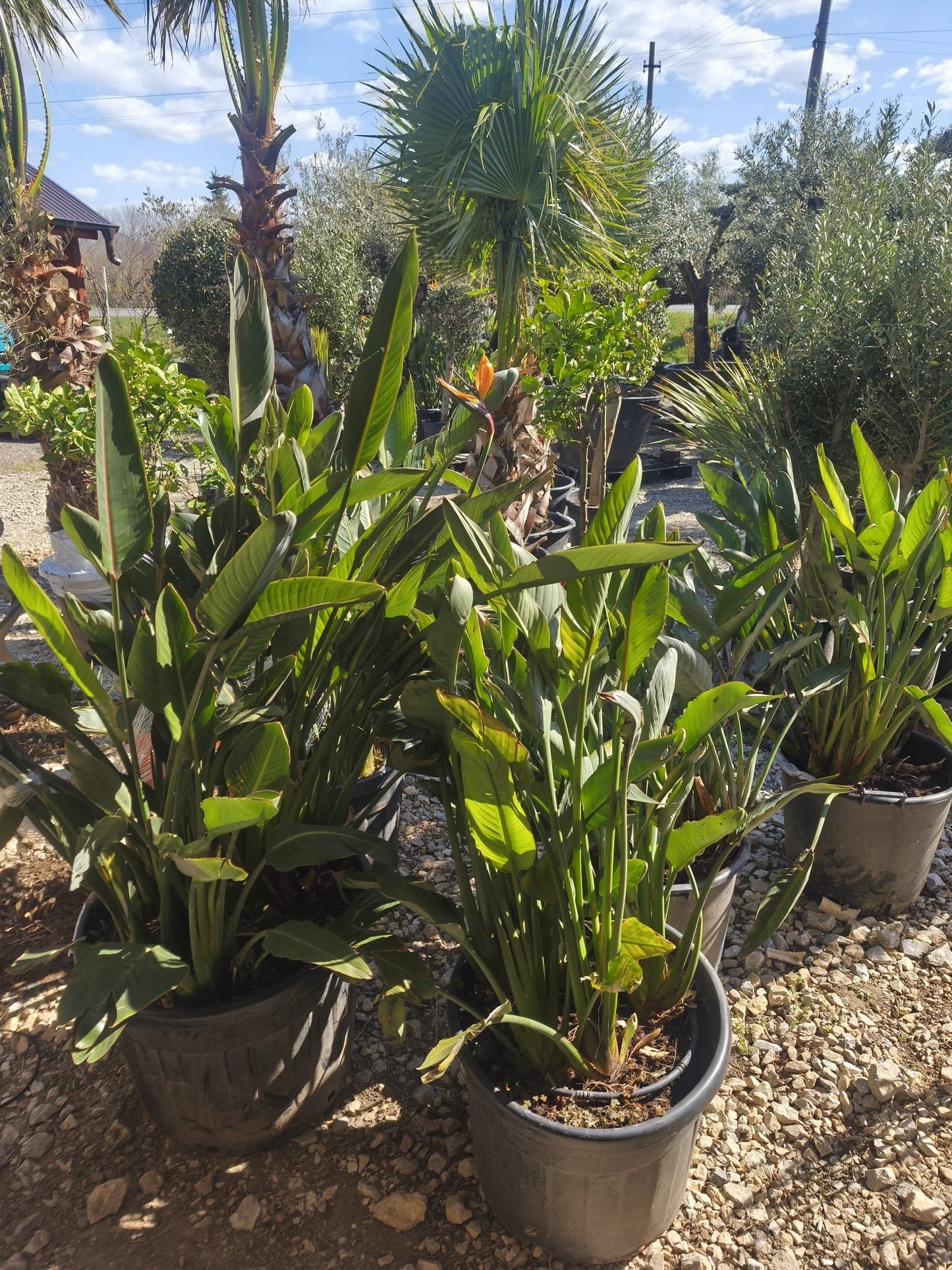 Strelitzia Reginae