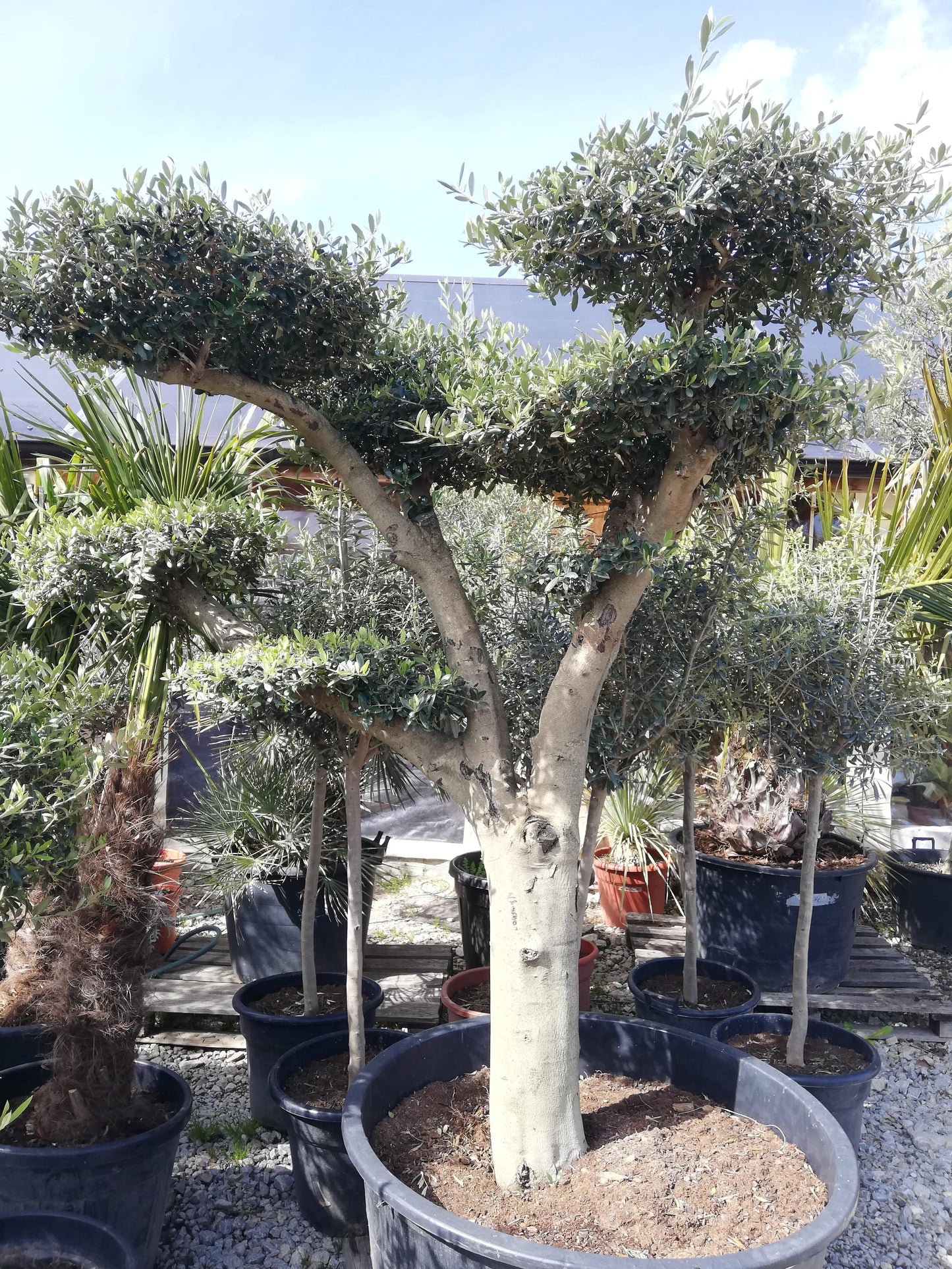 Oliva Európska ,,Bonsai,, #51