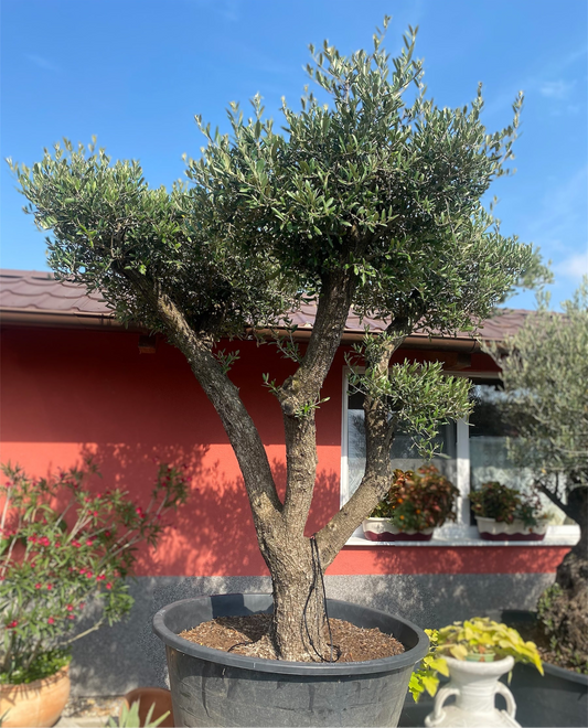 Oliva Európska ,,Bonsai,,
