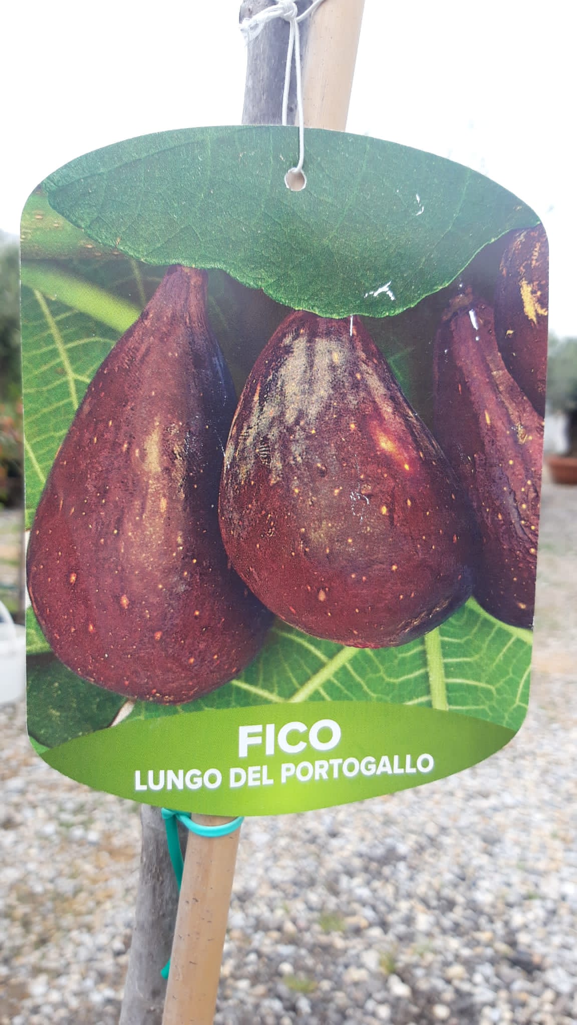 Fica Carica #3