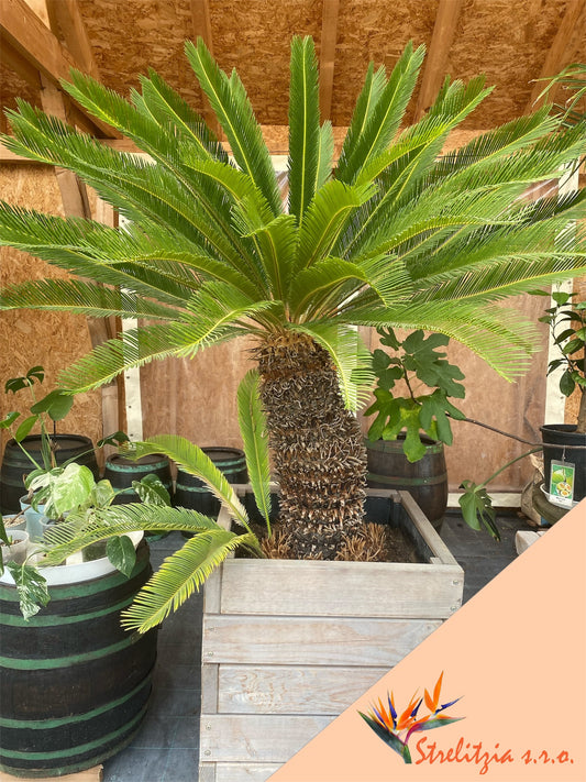 Cycas Revoluta