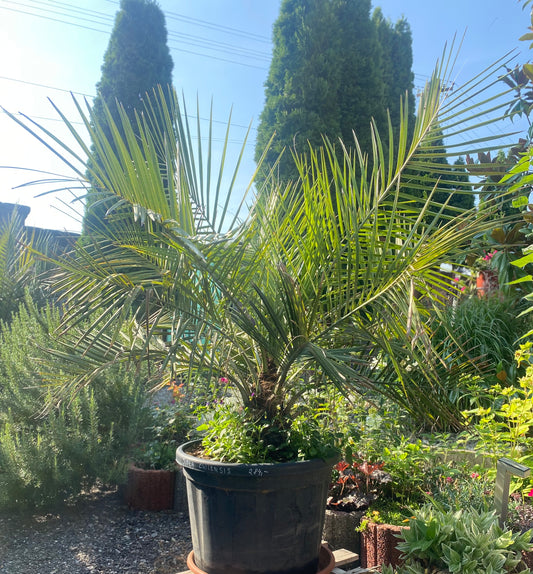 Jubaea  Chilensis