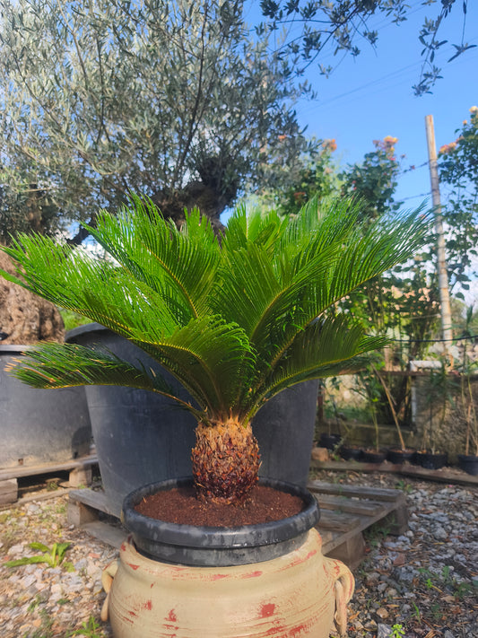 Cycas Revoluta