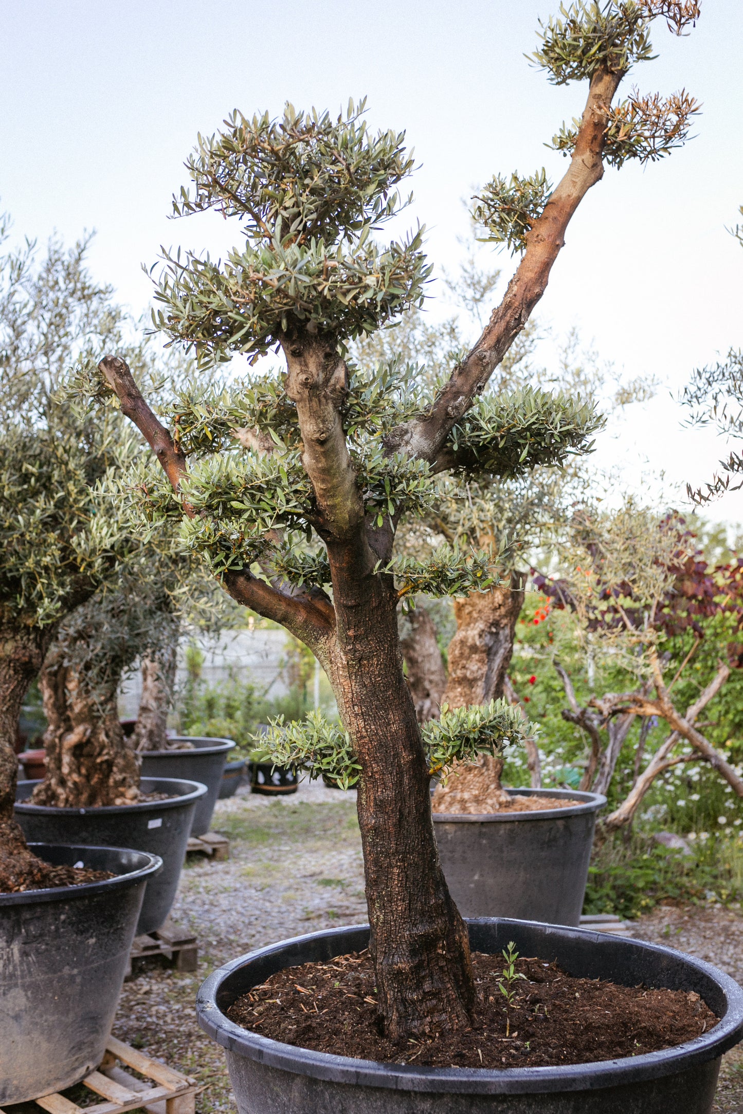 Olivovník európsky ,,Bonsai,,