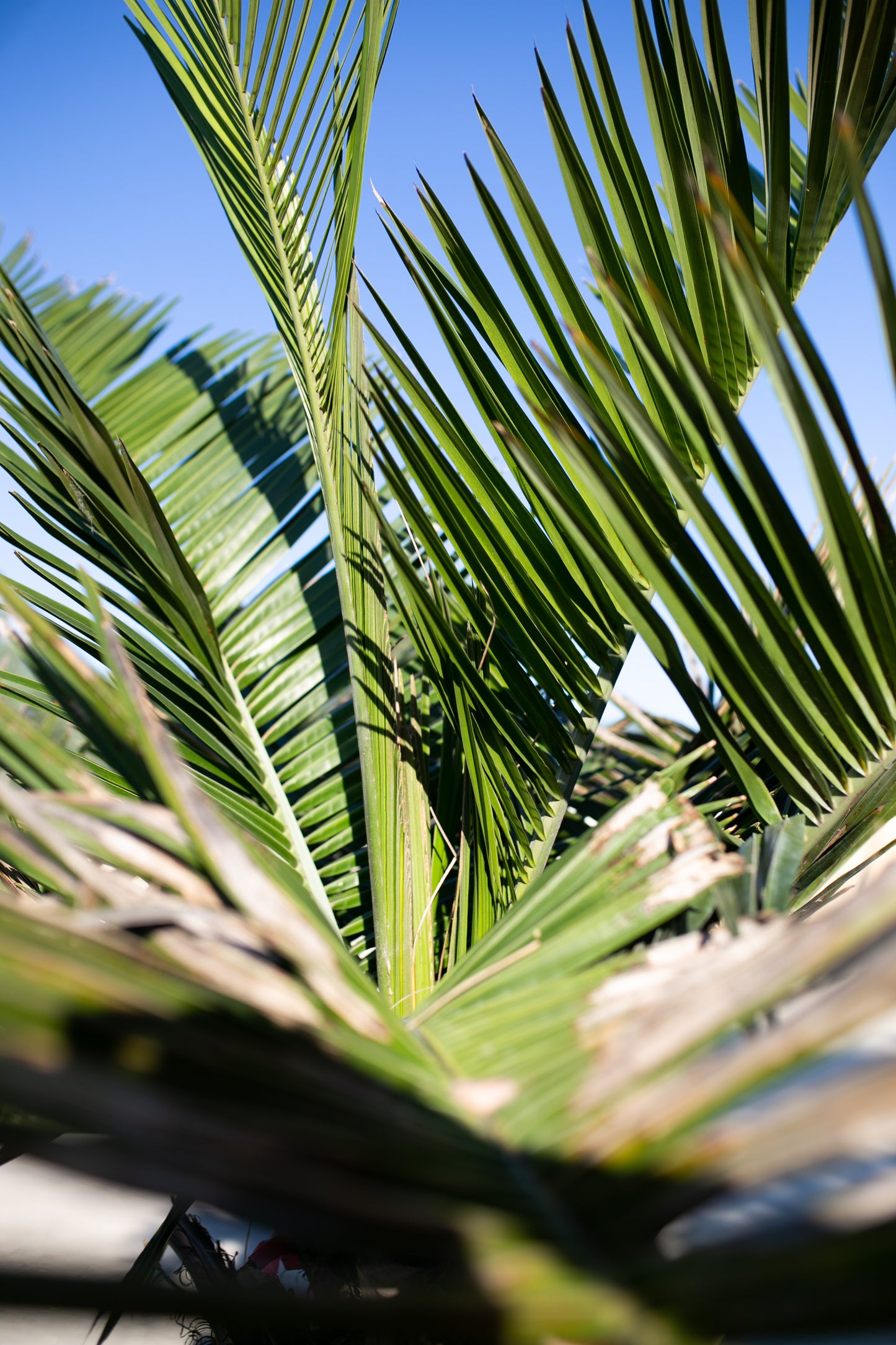 Jubaea chilensis