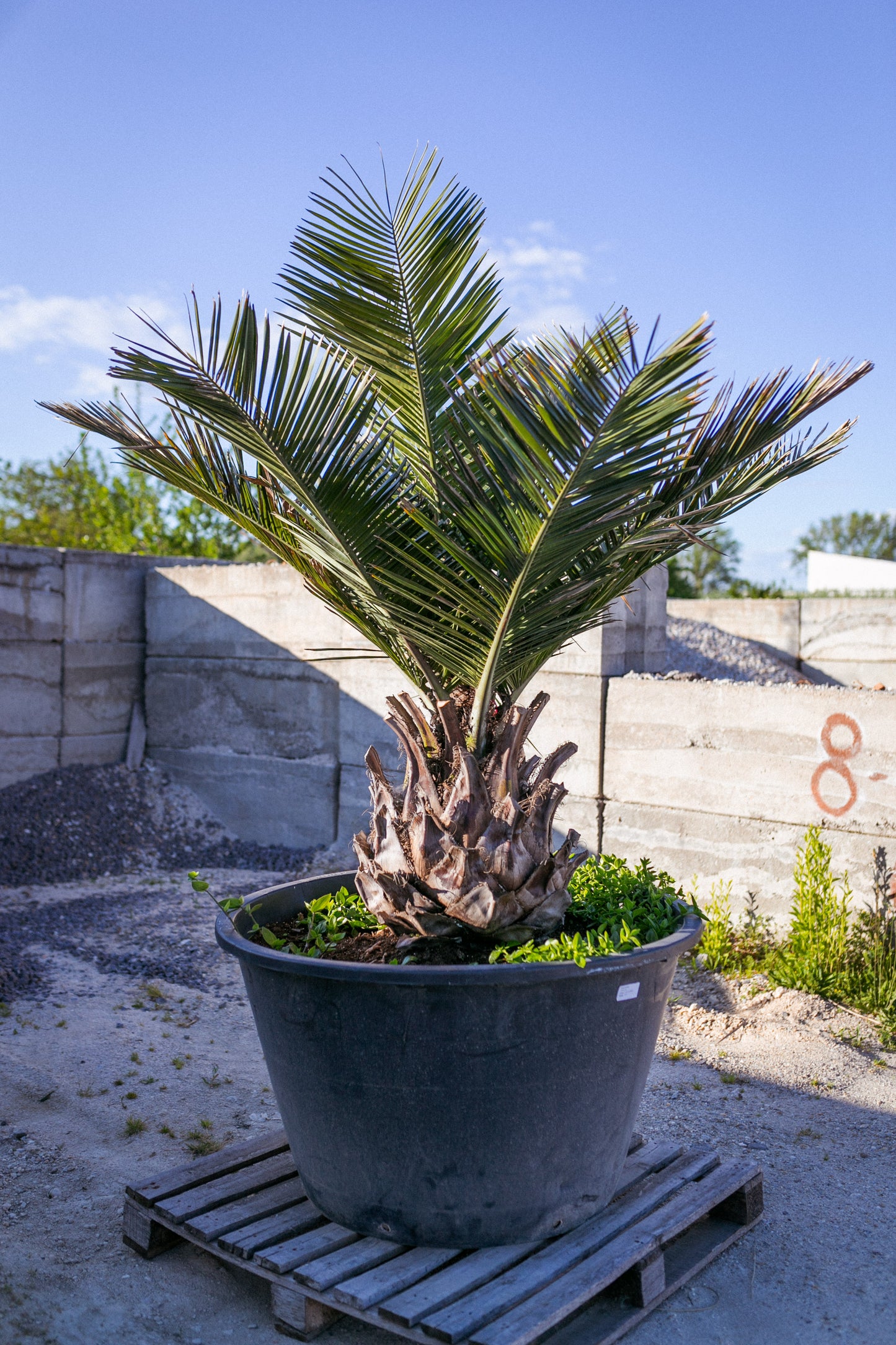 Jubaea chilensis