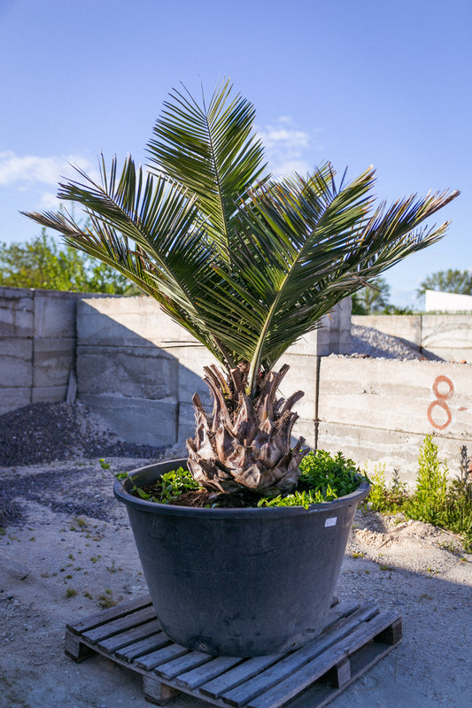Jubaea chilensis