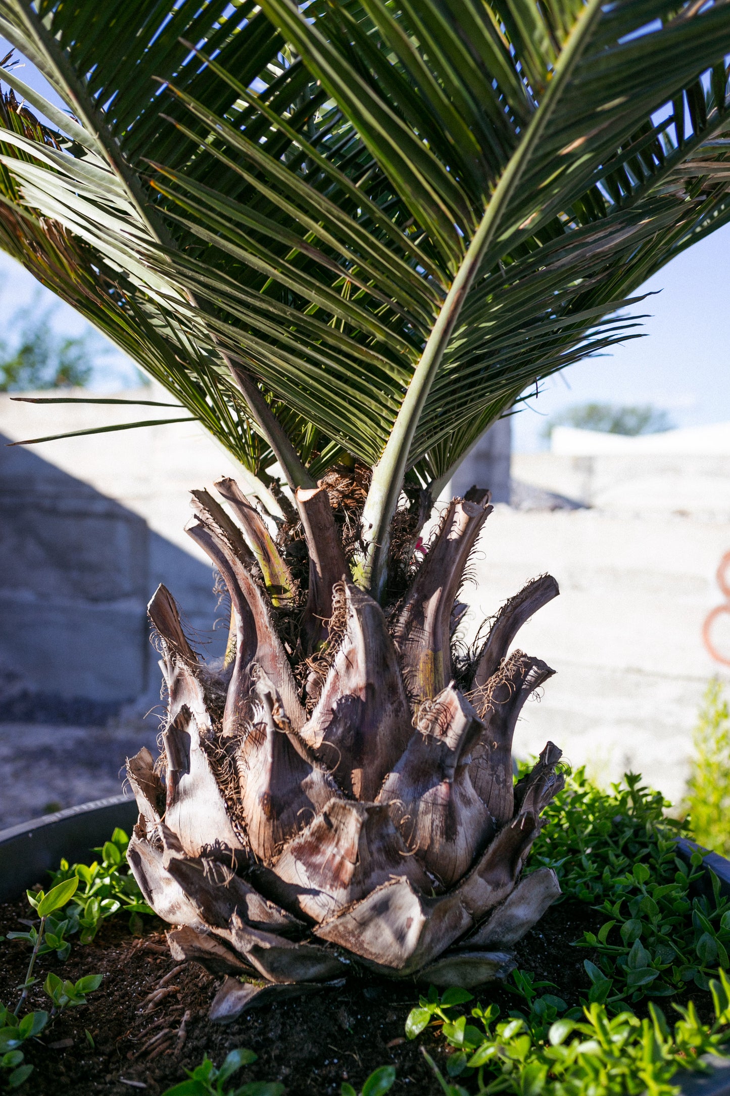 Jubaea chilensis