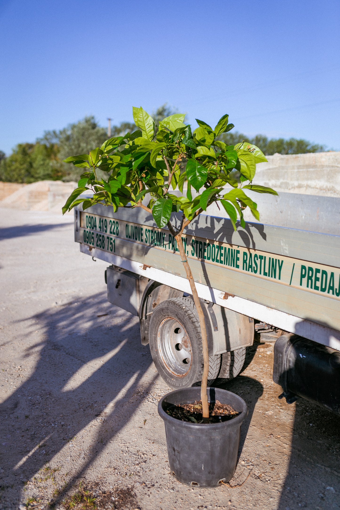 Citrus Sinensis (Pomarančovník)