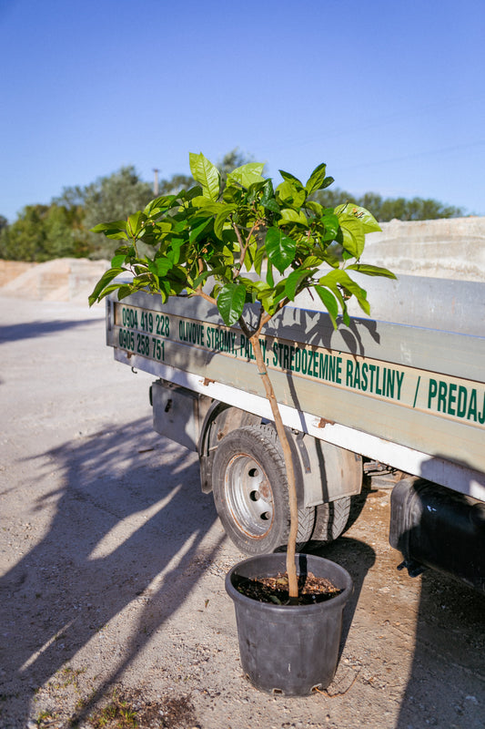 Citrus Sinensis (Pomarančovník)