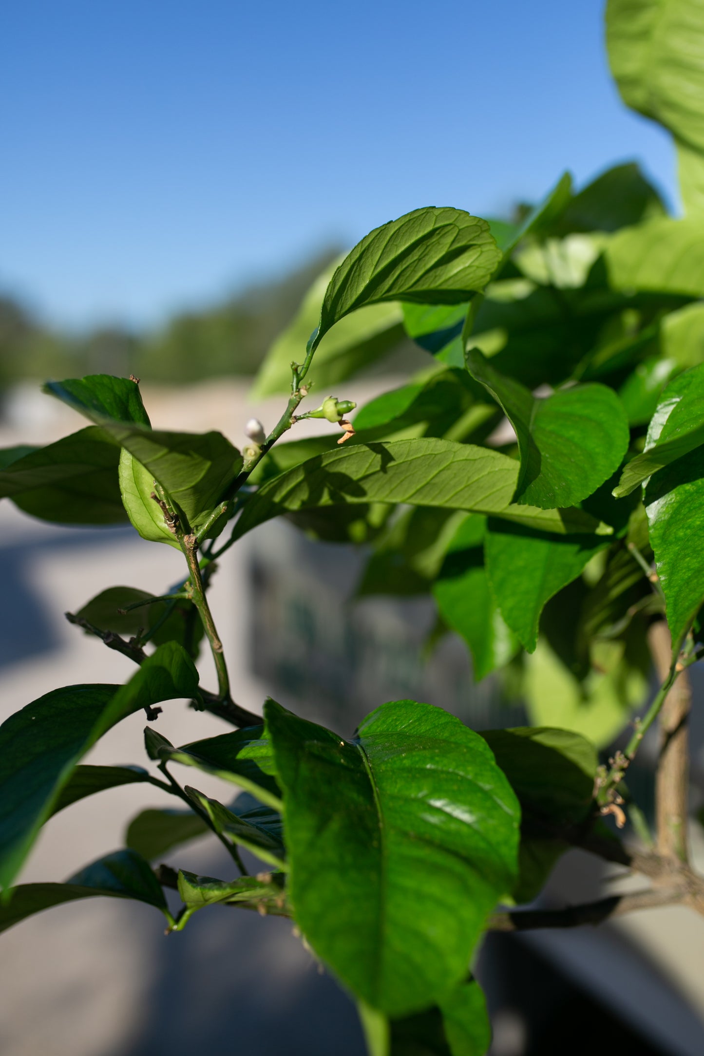 Citrus Sinensis (Pomarančovník)