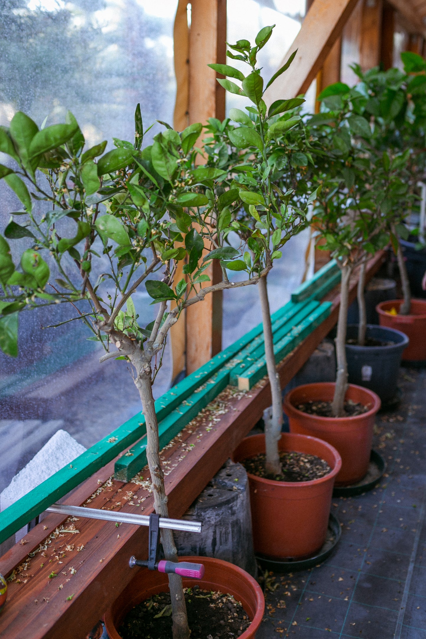 Citrus Sinensis (Pomarančovník)
