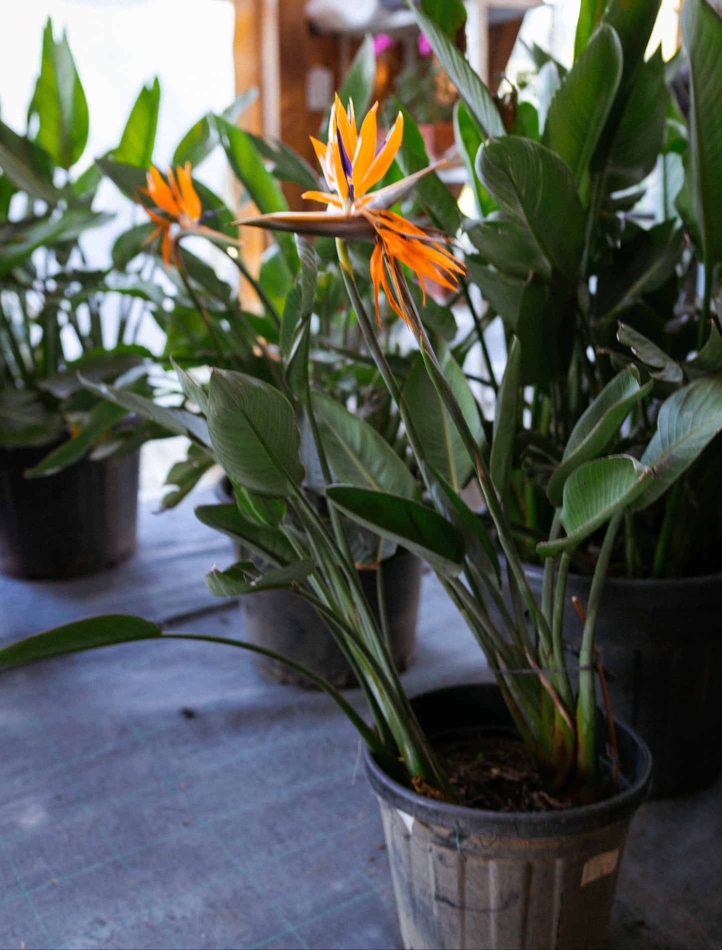 Strelitzia Reginae