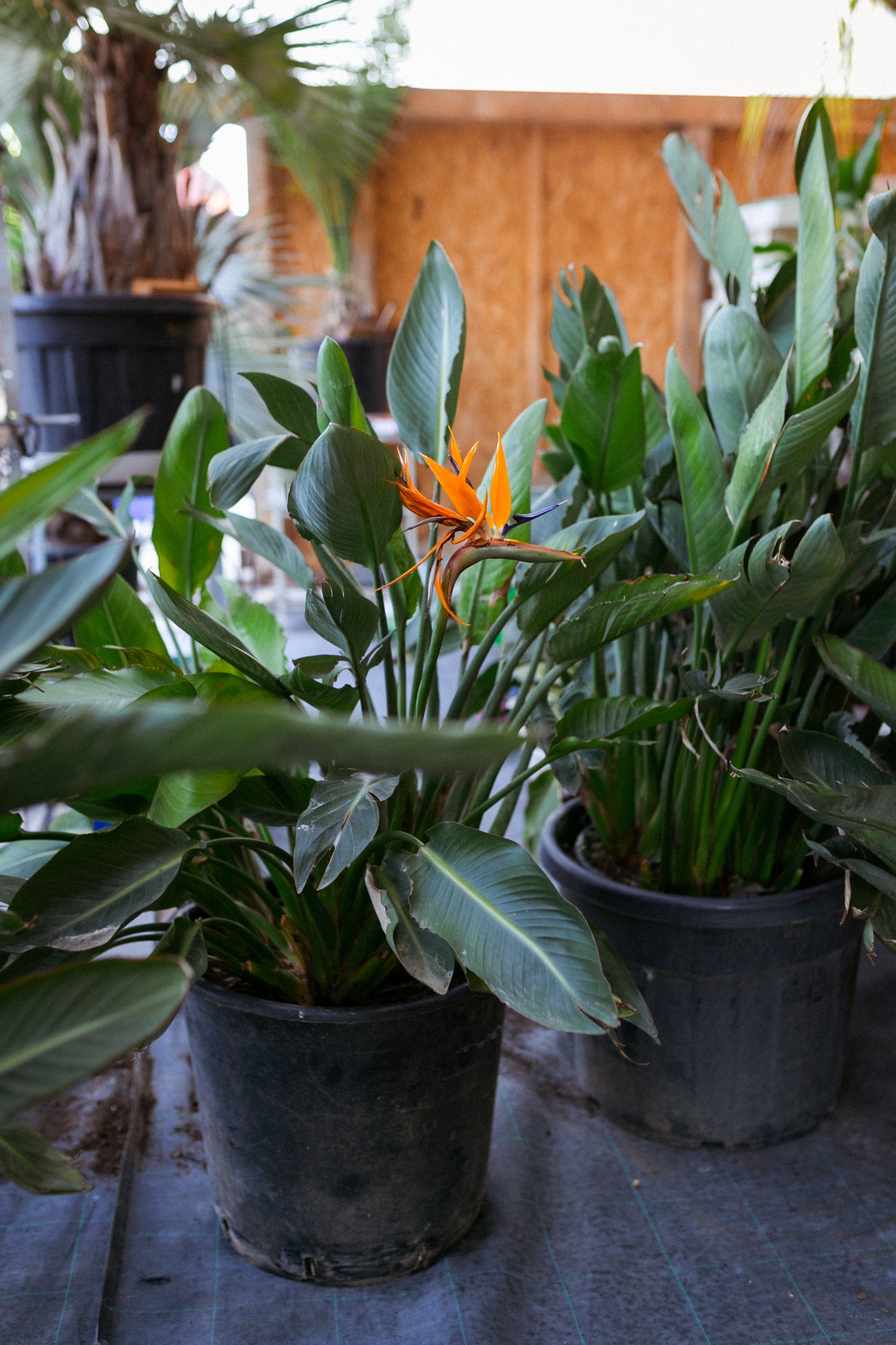 Strelitzia Reginae