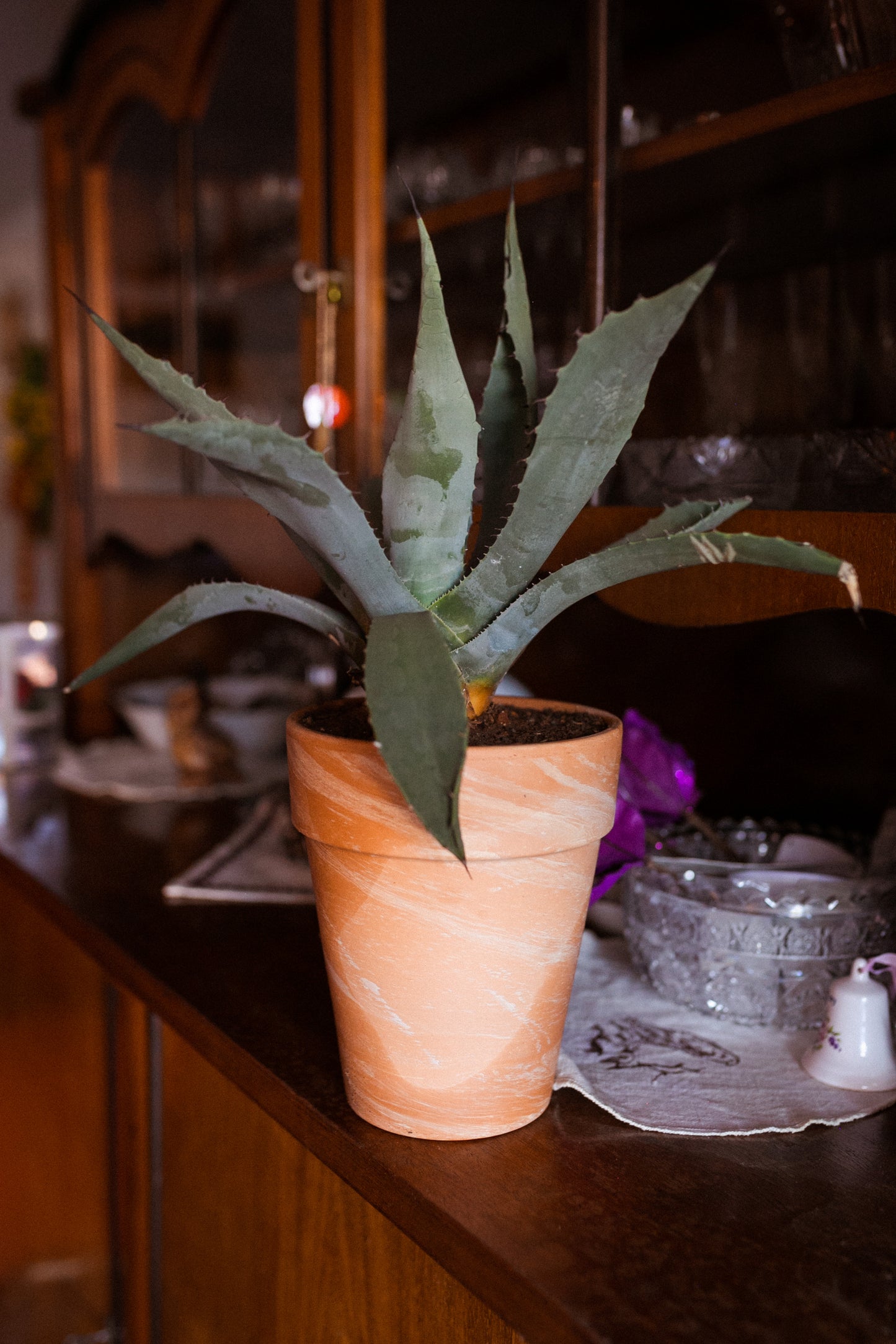 Agave parryi