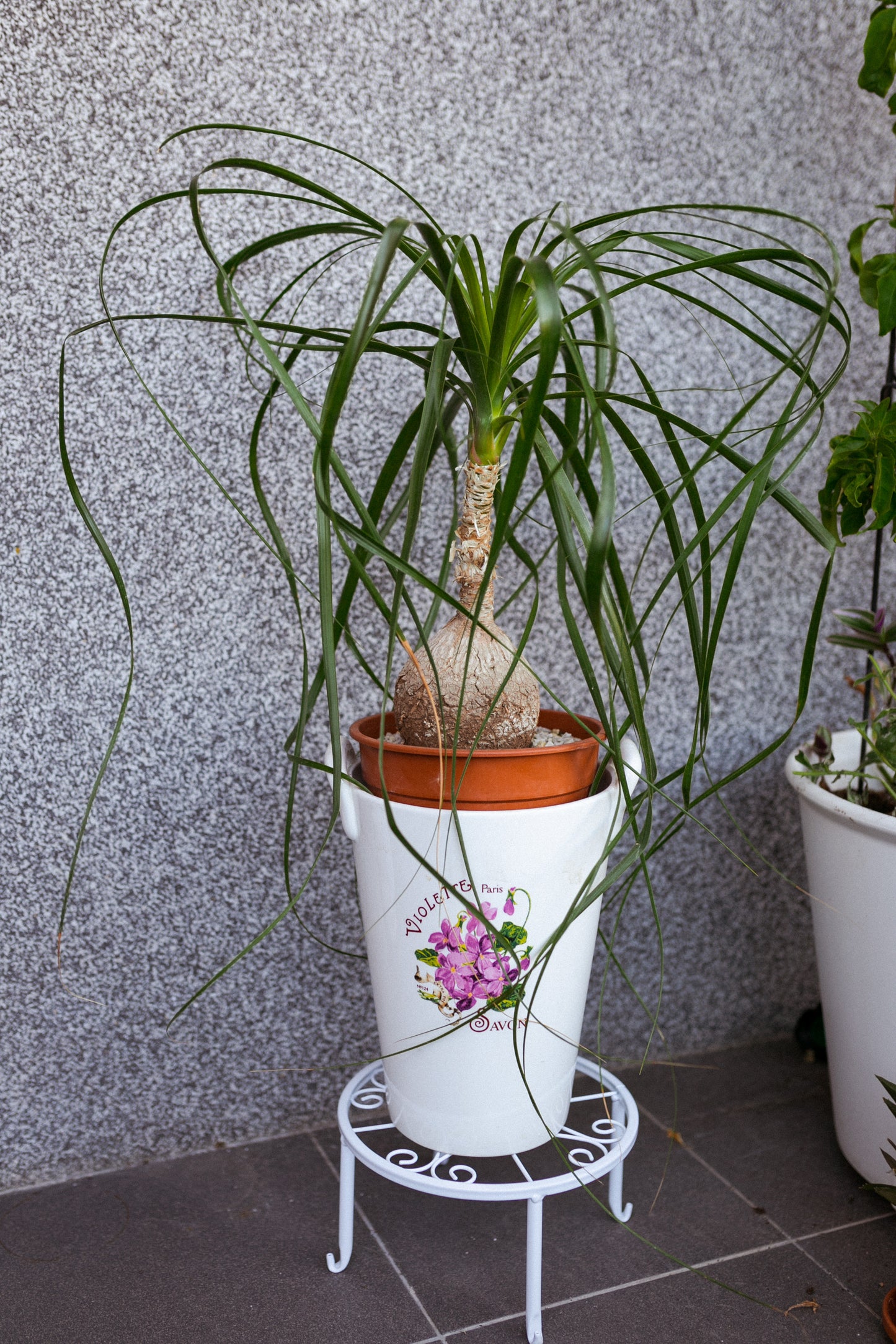 Slonia noha (Beaucarnea recurvata) – Nenáročný a štýlový spoločník