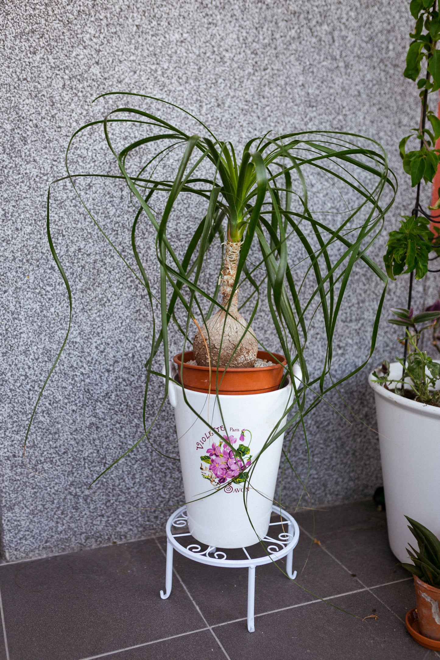 Slonia noha (Beaucarnea recurvata) – Nenáročný a štýlový spoločník
