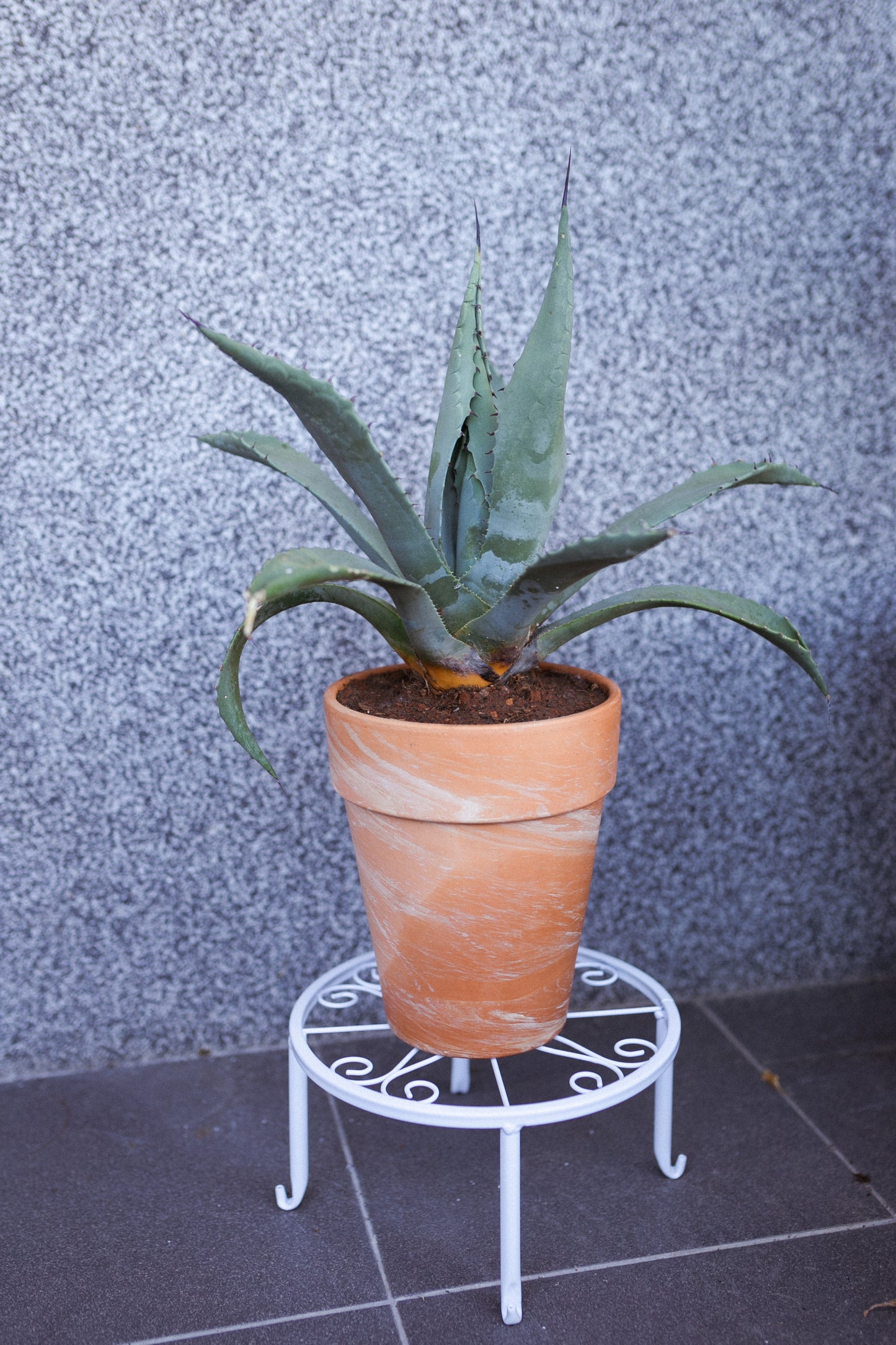 Agave parryi
