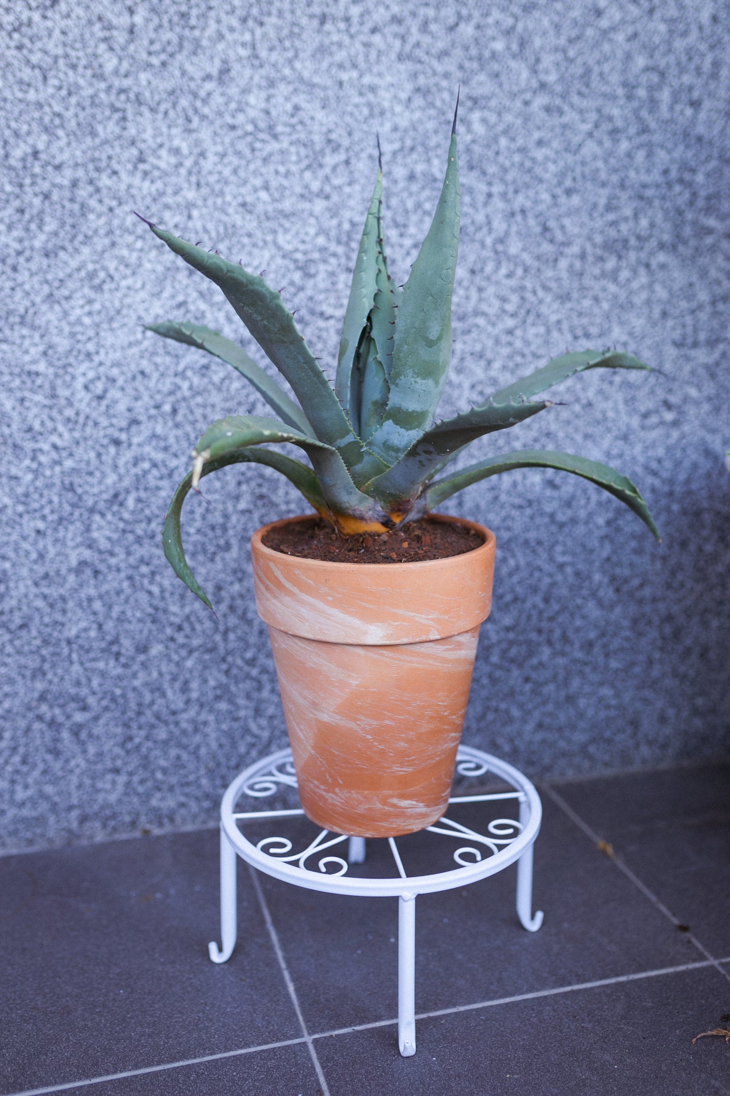 Agave parryi