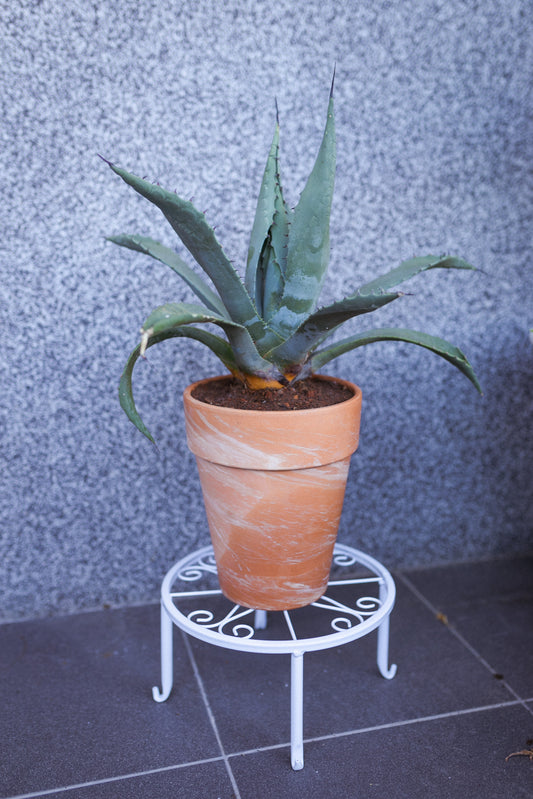 Agave parryi